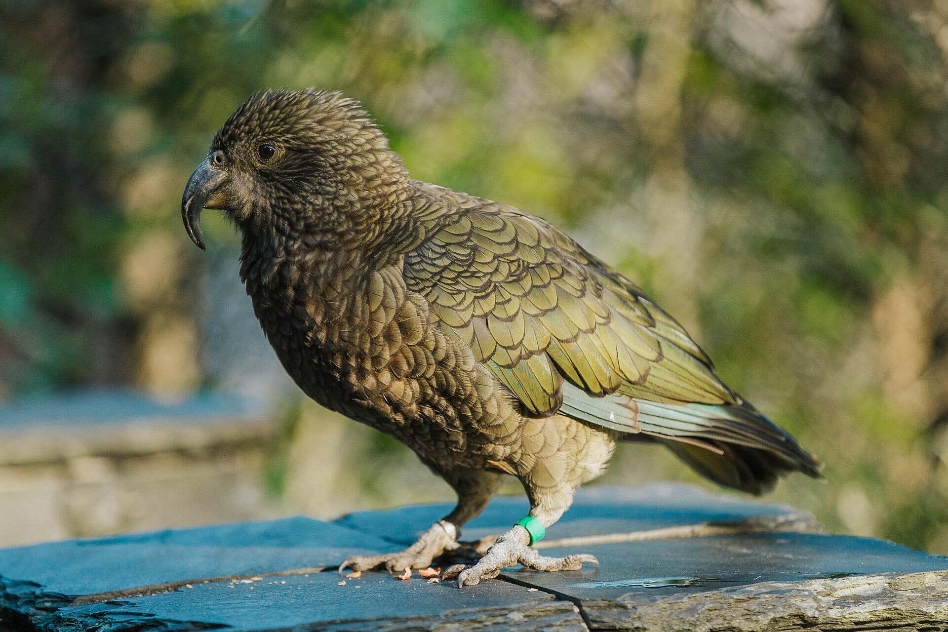 https://cdn.aucklandunlimited.com/zoo/assets/media/az-kea-slo-mo-shoot-250323-07.jpg