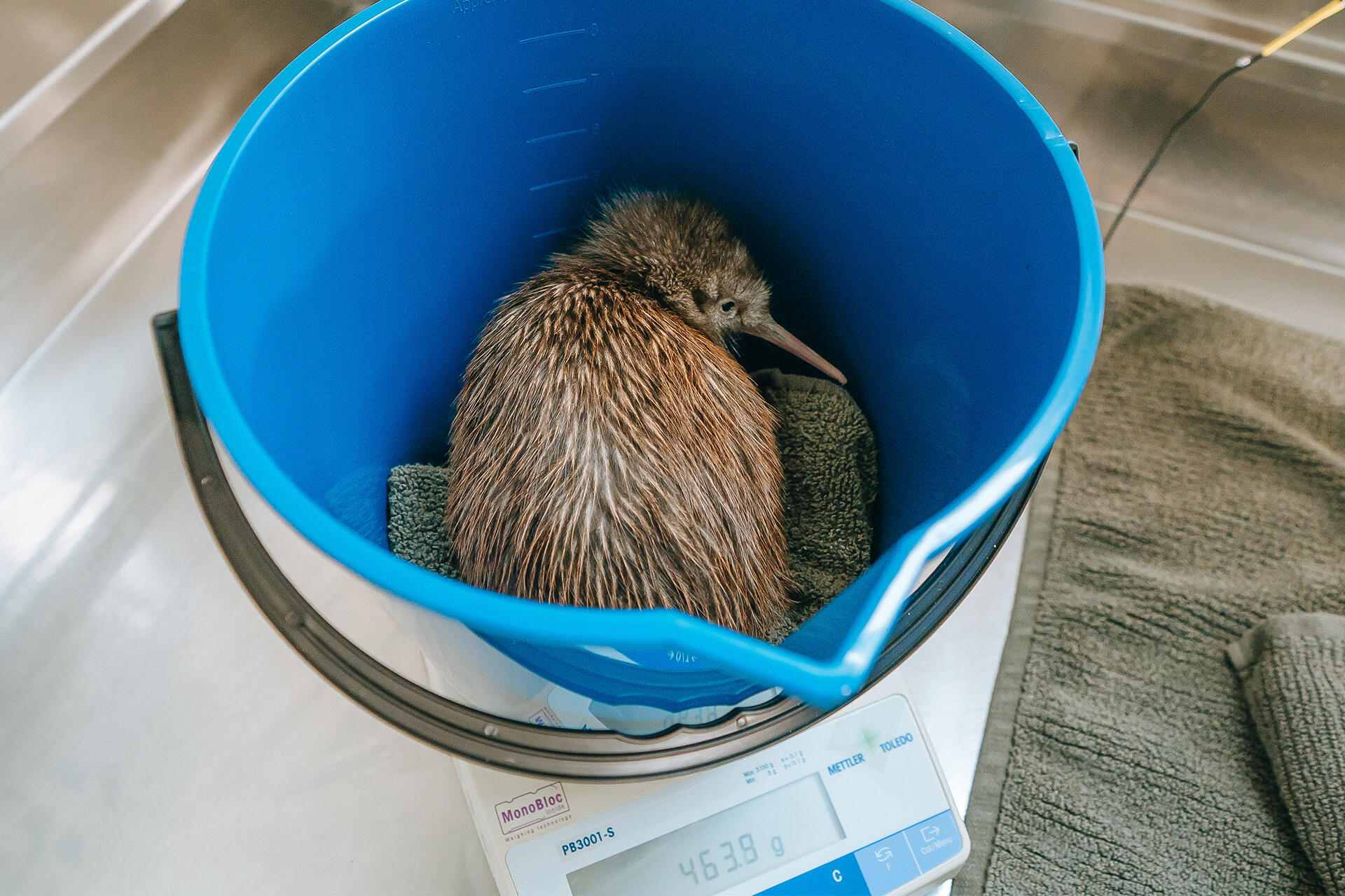 https://cdn.aucklandunlimited.com/zoo/assets/media/az-kiwi-chick-at-25days-190126-04.jpg