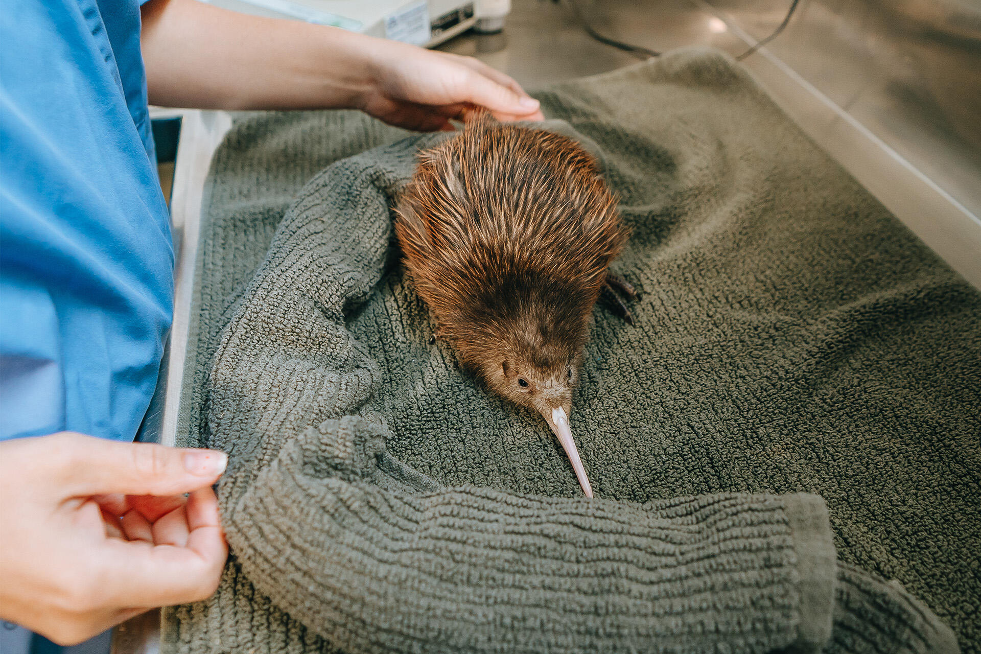 https://cdn.aucklandunlimited.com/zoo/assets/media/az-kiwi-chick-at-25days-190126-06.jpg