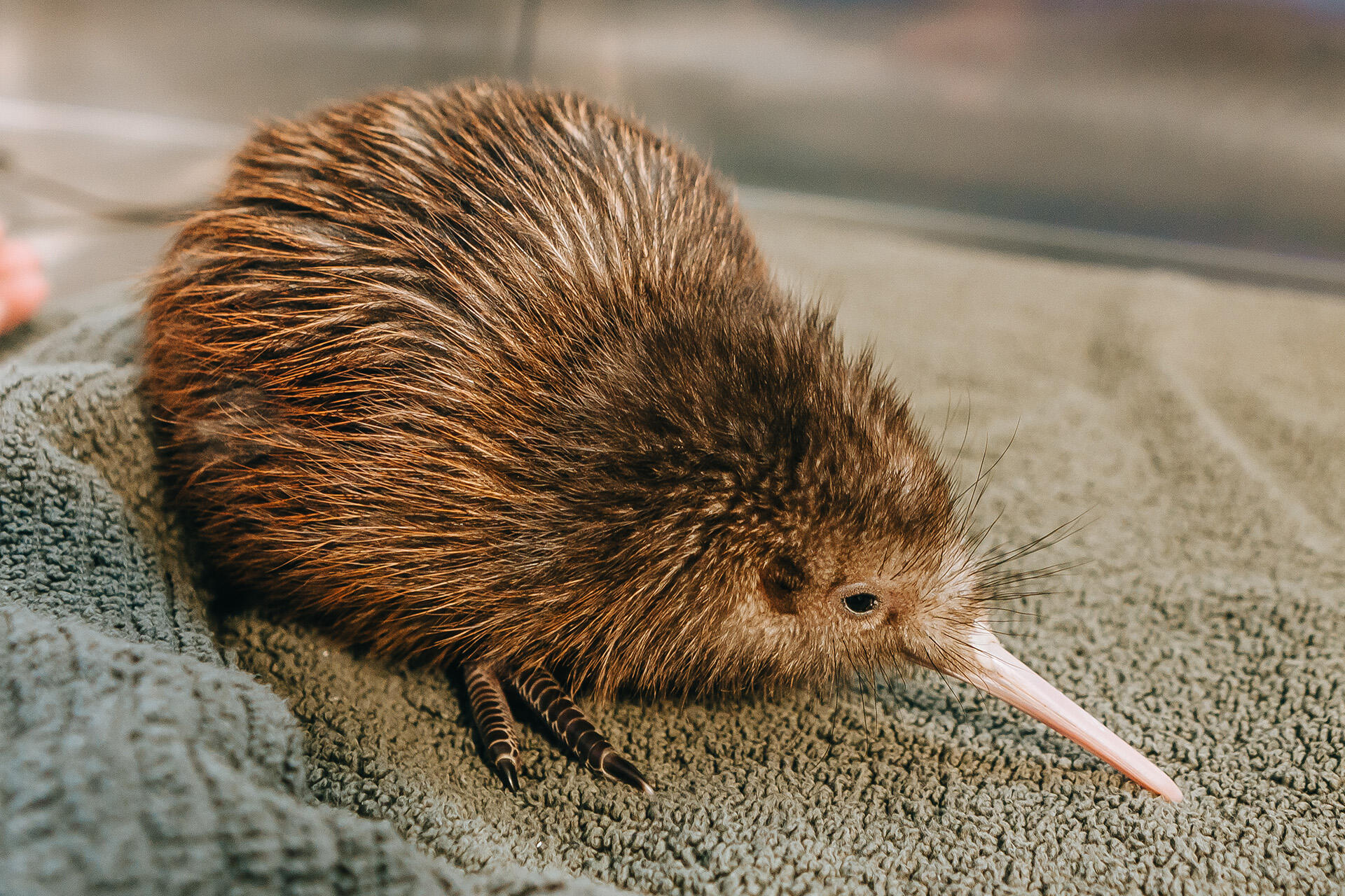 https://cdn.aucklandunlimited.com/zoo/assets/media/az-kiwi-chick-at-25days-190126-09.jpg