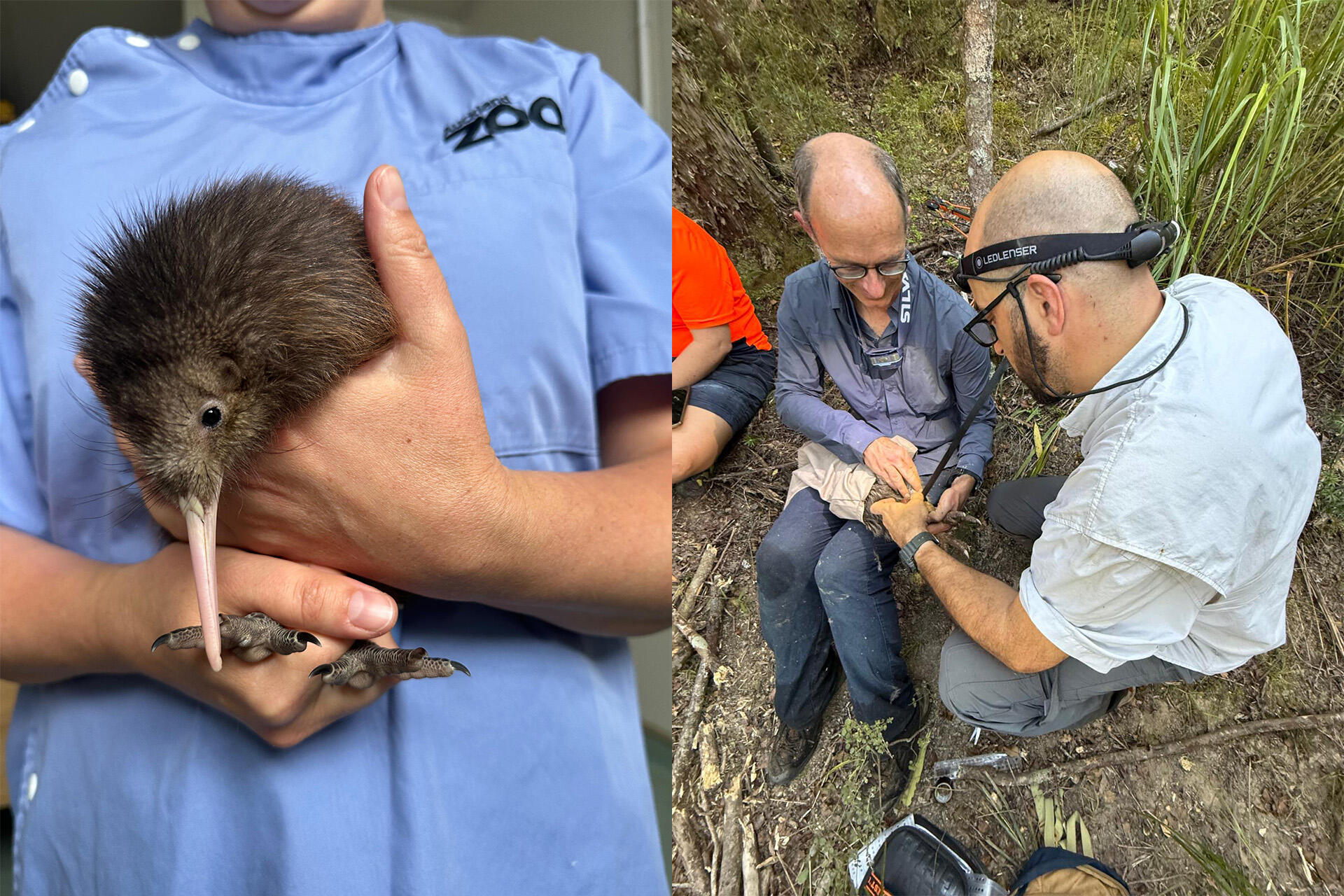 https://cdn.aucklandunlimited.com/zoo/assets/media/az-kiwi-chick-release-with-juan-march26-09andwhatsapp.jpg