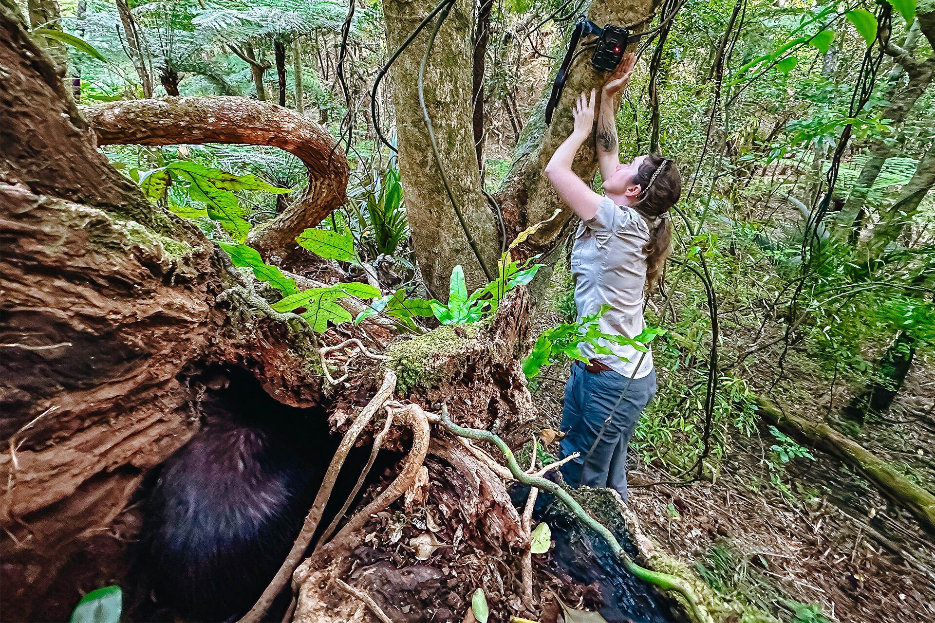 https://cdn.aucklandunlimited.com/zoo/assets/media/az-kiwi-fieldwork-chamberlines-181024-03.jpg