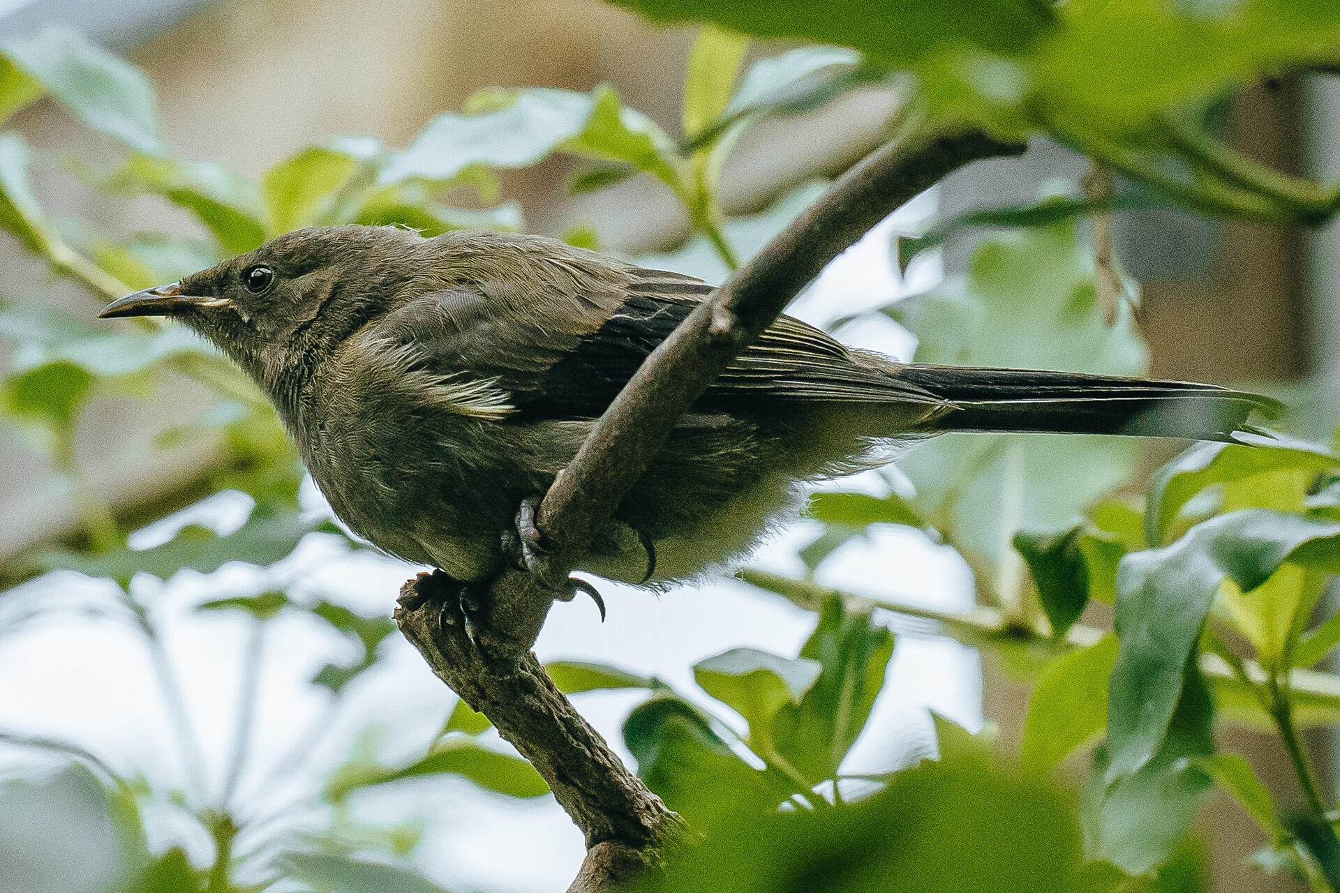 https://cdn.aucklandunlimited.com/zoo/assets/media/az-korimako-chicks-bellbird-040324-05.jpg