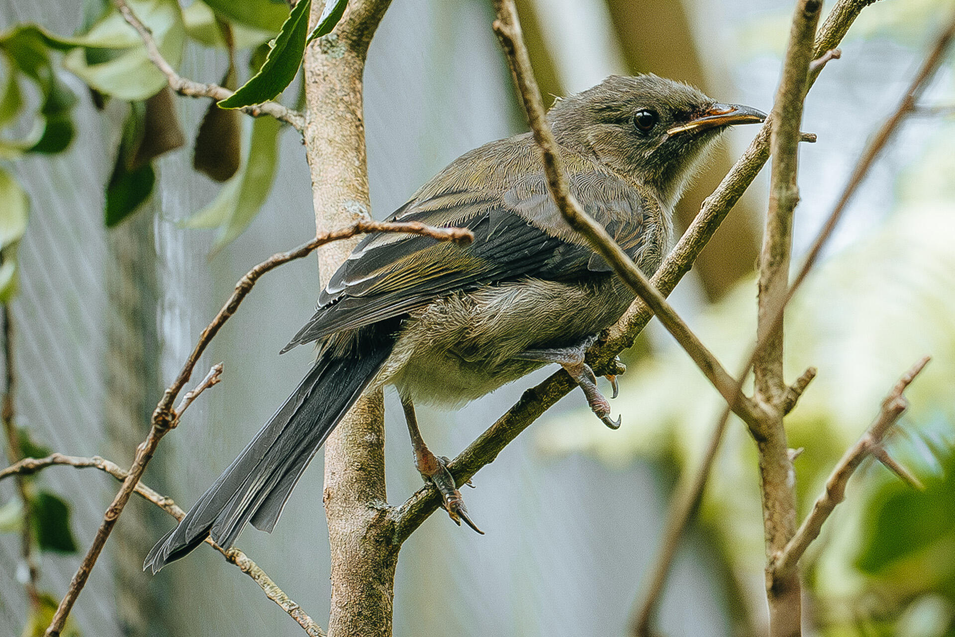https://cdn.aucklandunlimited.com/zoo/assets/media/az-korimako-chicks-bellbird-040324-08.jpg