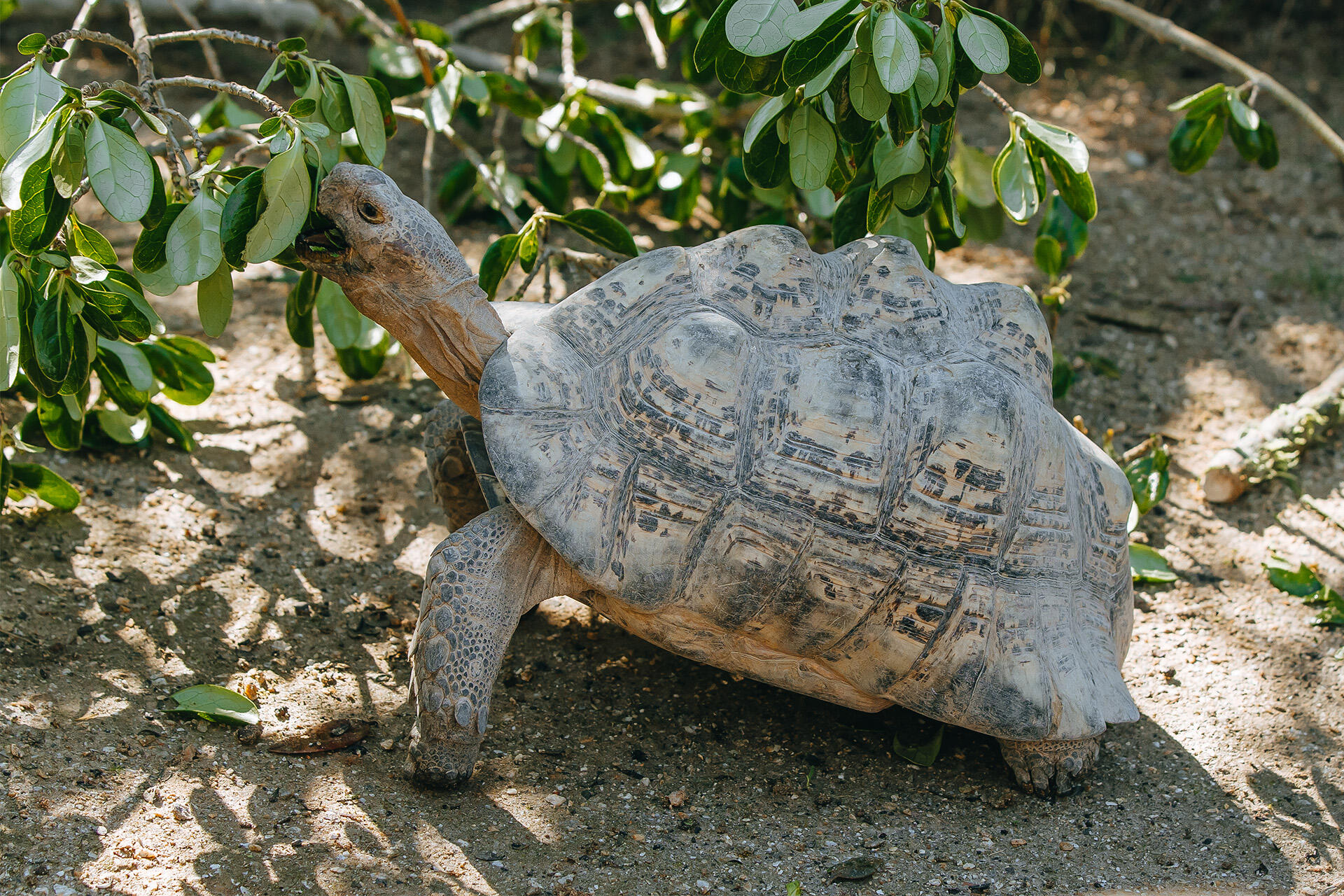 https://cdn.aucklandunlimited.com/zoo/assets/media/az-leopard-tortoise-browse-240524-06.jpg