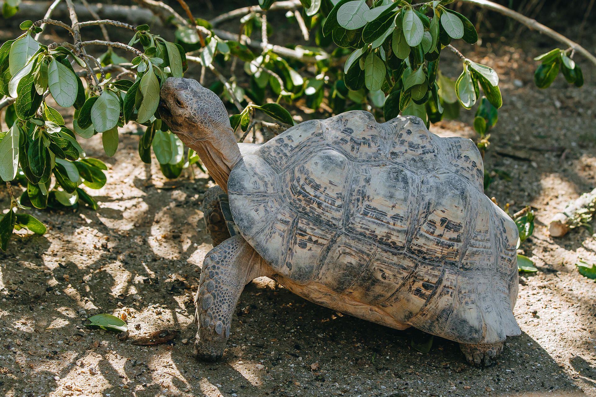 https://cdn.aucklandunlimited.com/zoo/assets/media/az-leopard-tortoise-browse-240524-07.jpg