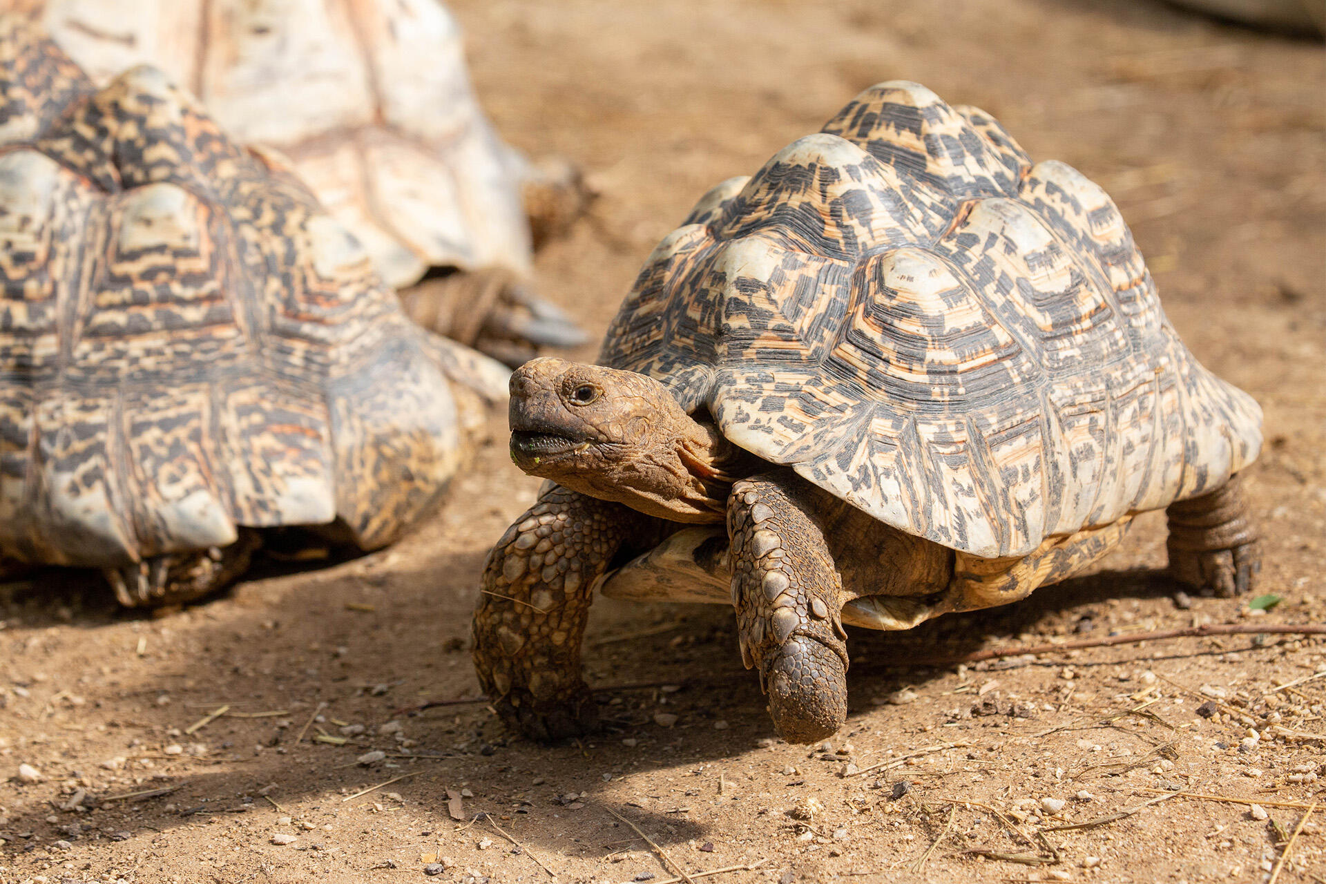https://cdn.aucklandunlimited.com/zoo/assets/media/az-leopard-tortoise-by-grace-2019-20a7521.jpg