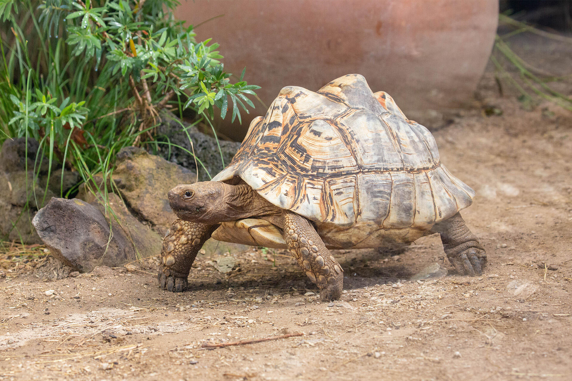 https://cdn.aucklandunlimited.com/zoo/assets/media/az-leopard-tortoise-by-grace-2019-20a7533.jpg
