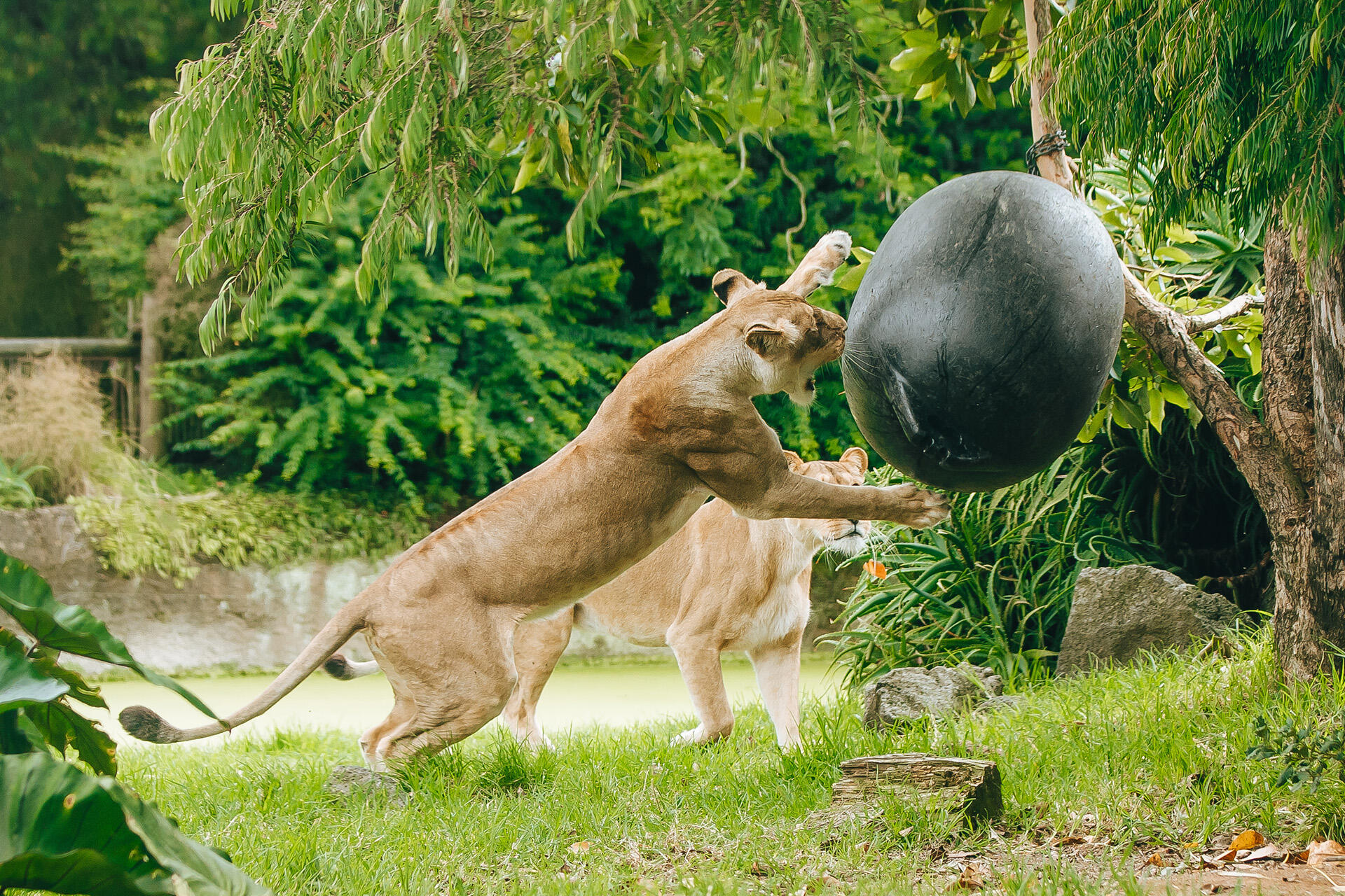 https://cdn.aucklandunlimited.com/zoo/assets/media/az-lion-muscle-buoy-enrichment-020226-23.jpg