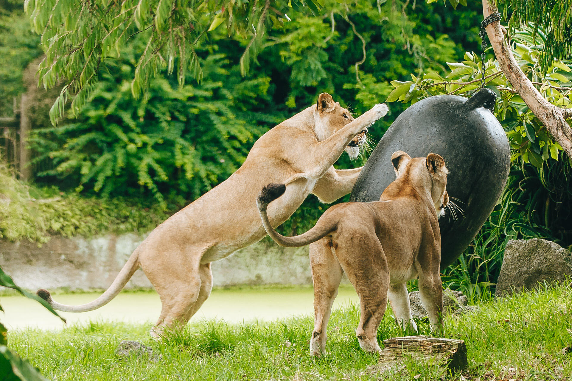 https://cdn.aucklandunlimited.com/zoo/assets/media/az-lion-muscle-buoy-enrichment-020226-24.jpg
