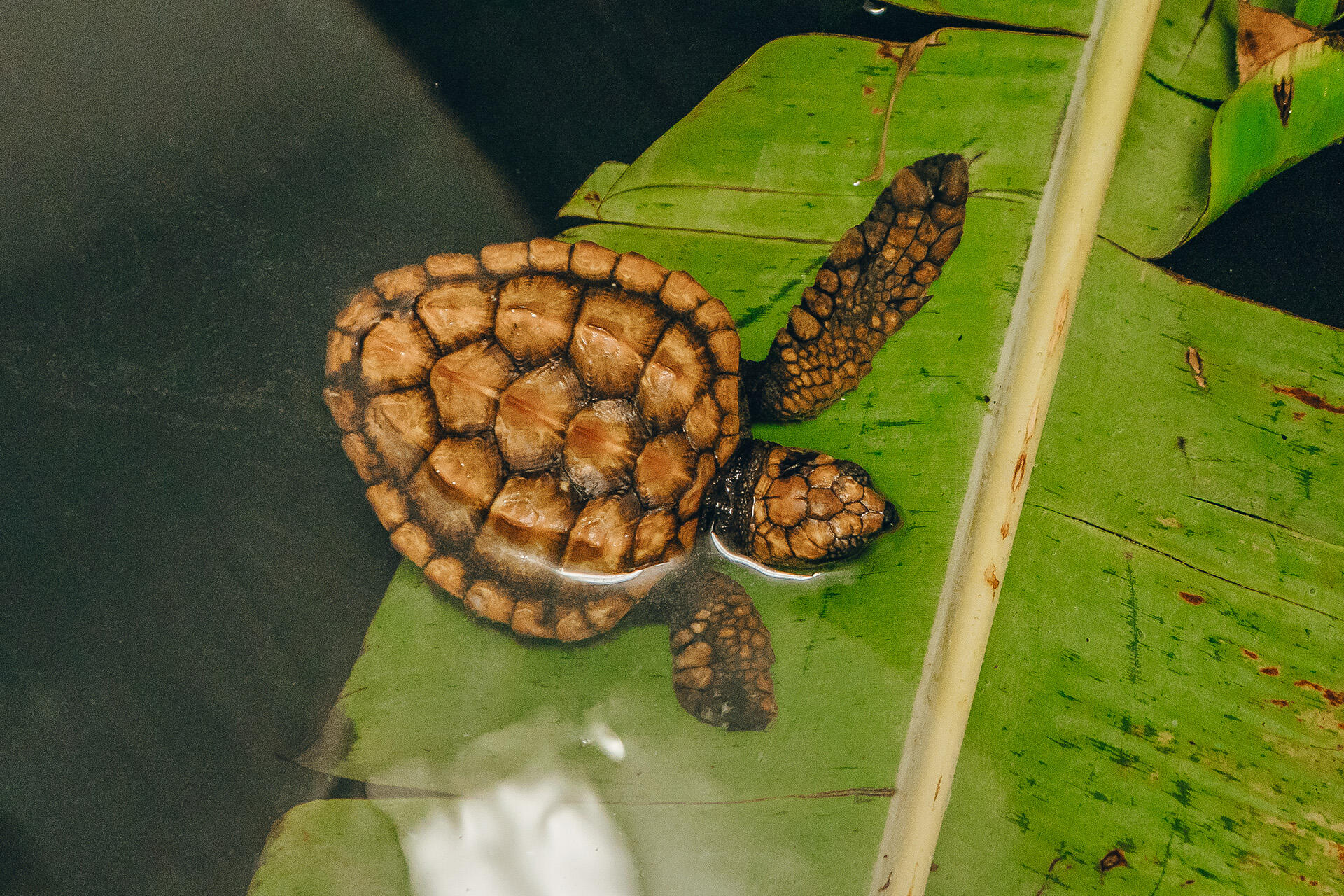 https://cdn.aucklandunlimited.com/zoo/assets/media/az-loggerhead-feeding-141125-12.jpg