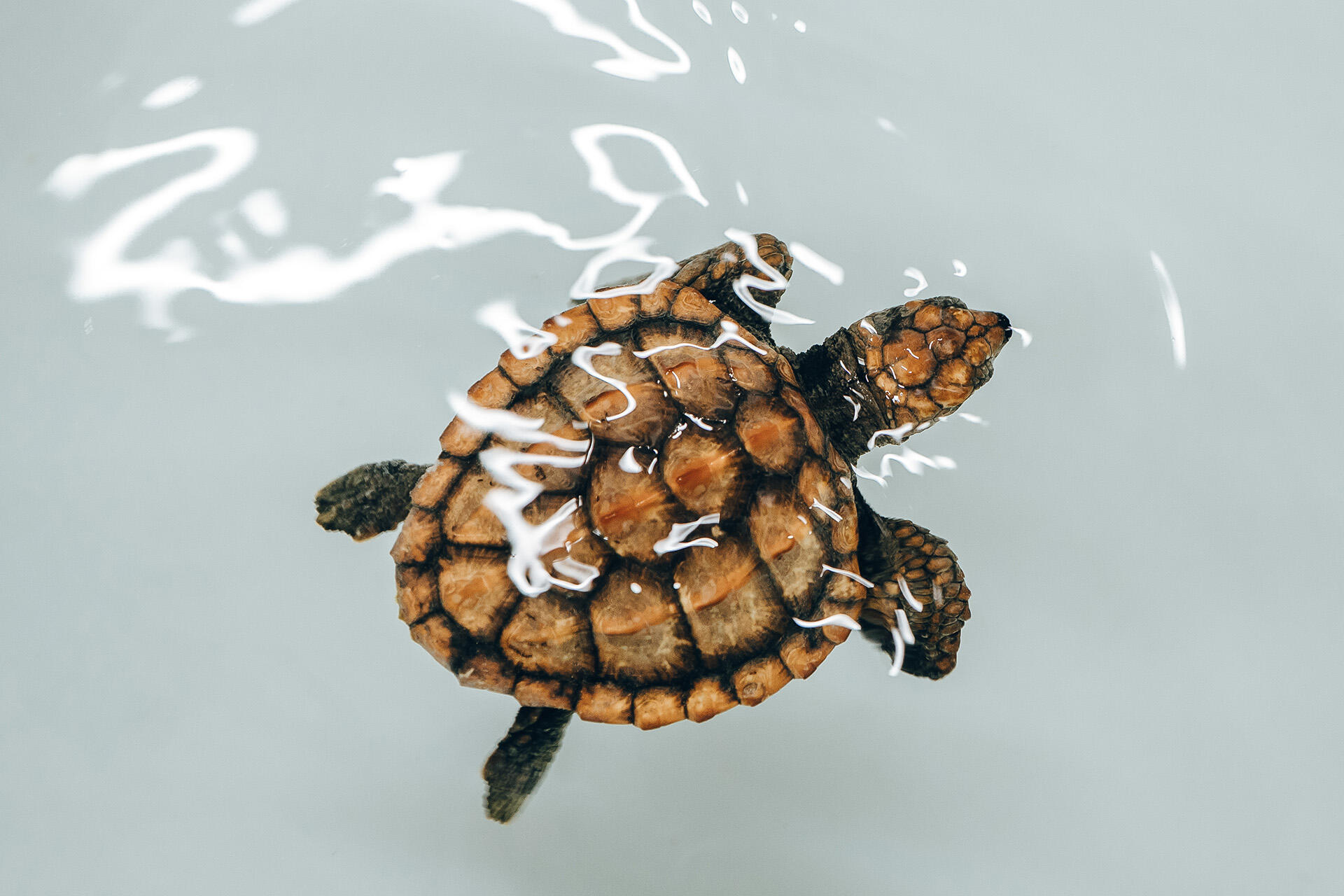 https://cdn.aucklandunlimited.com/zoo/assets/media/az-loggerhead-turtle-101125-35.jpg