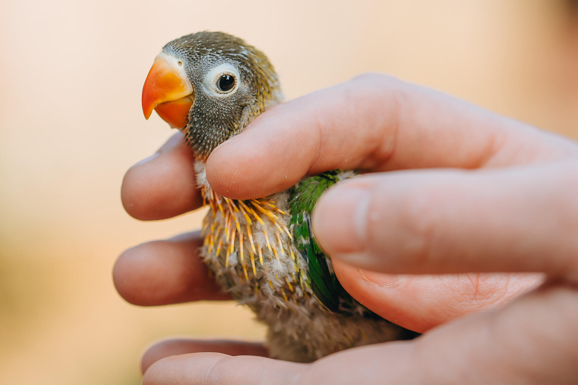 https://cdn.aucklandunlimited.com/zoo/assets/media/az-love-birds-chick-banding-110624-01.jpg
