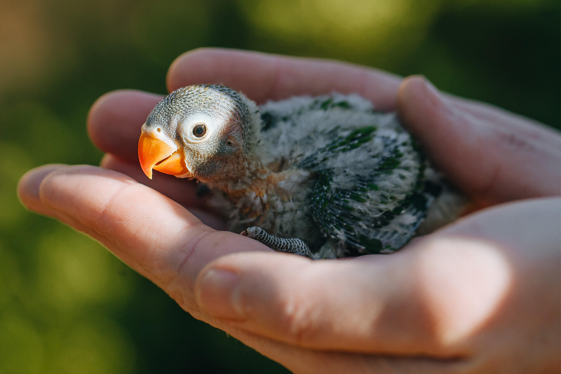 https://cdn.aucklandunlimited.com/zoo/assets/media/az-love-birds-chick-banding-110624-23.jpg