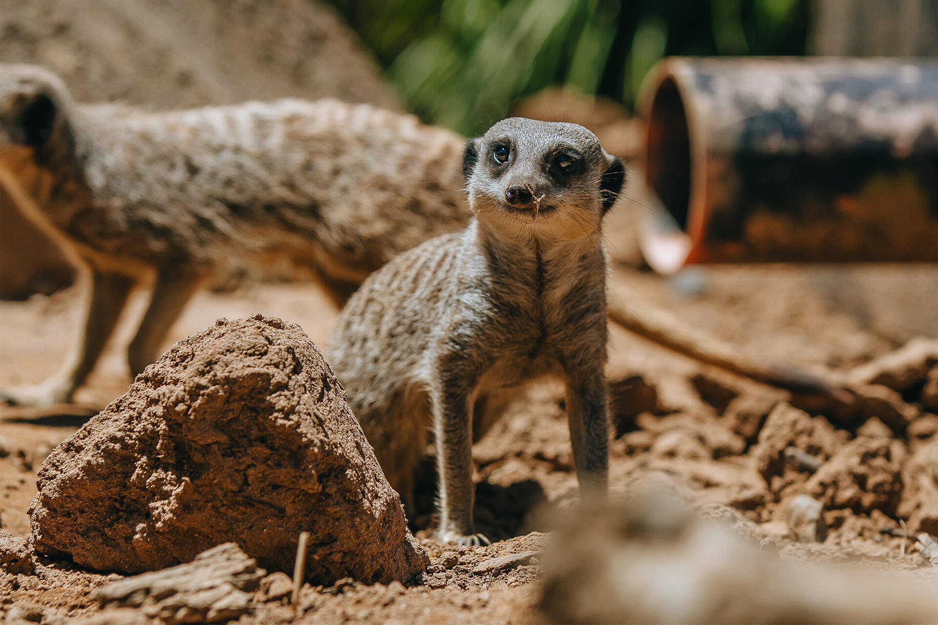 https://cdn.aucklandunlimited.com/zoo/assets/media/az-meerkat-female-in-habitat-191224-01.jpg