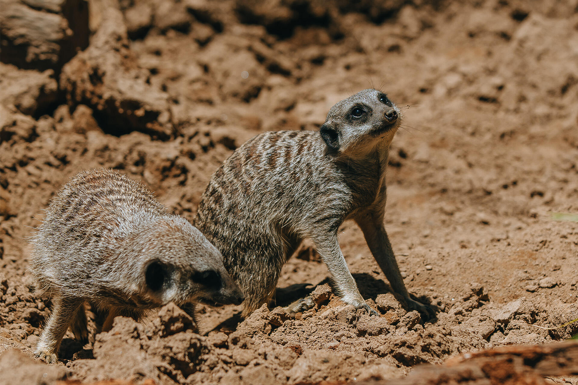 https://cdn.aucklandunlimited.com/zoo/assets/media/az-meerkat-female-in-habitat-191224-04.jpg