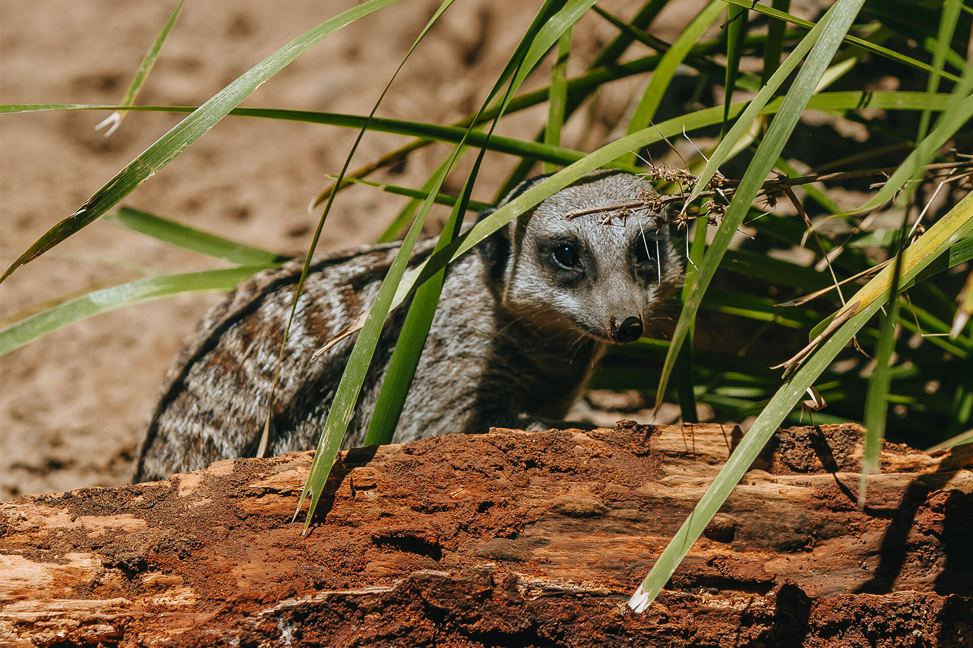 https://cdn.aucklandunlimited.com/zoo/assets/media/az-meerkat-female-in-habitat-191224-06.jpg