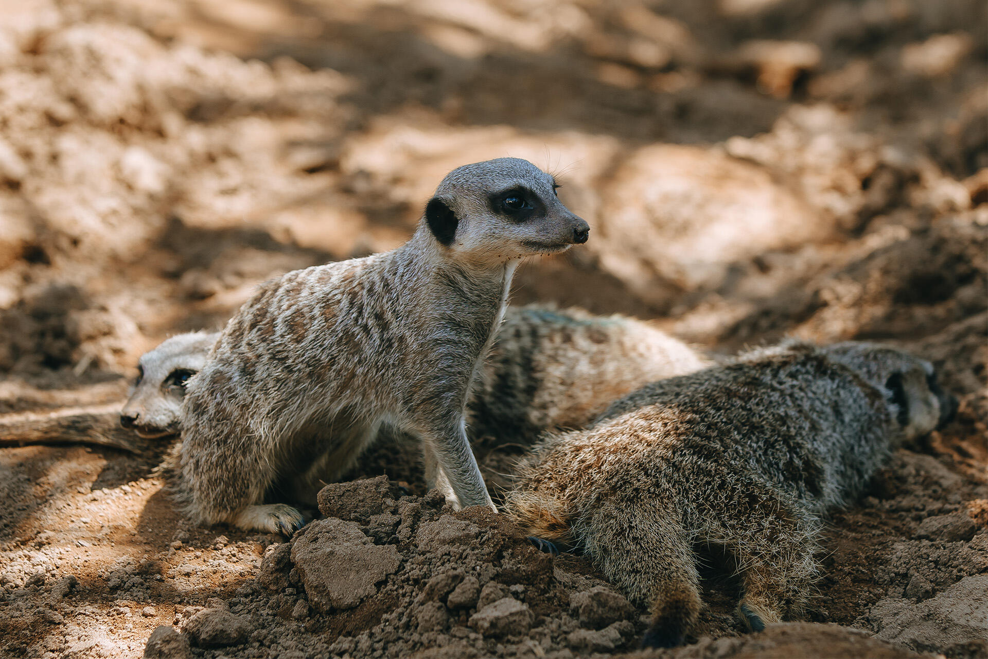 https://cdn.aucklandunlimited.com/zoo/assets/media/az-meerkat-female-in-habitat-191224-11.jpg