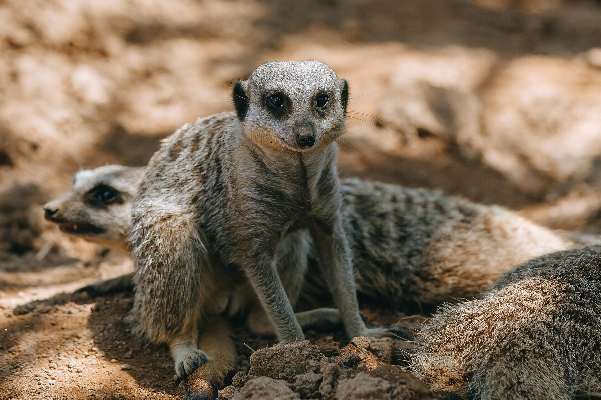 https://cdn.aucklandunlimited.com/zoo/assets/media/az-meerkat-female-in-habitat-191224-12.jpg