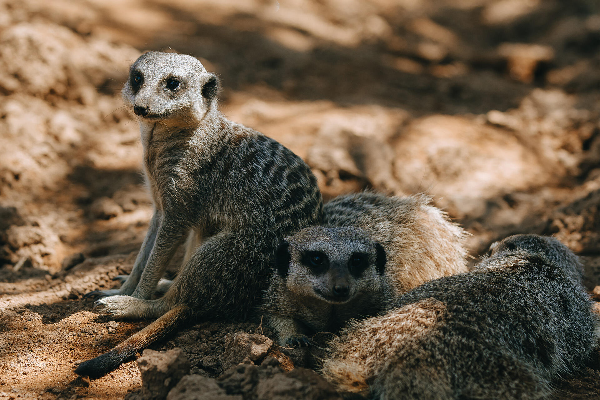 https://cdn.aucklandunlimited.com/zoo/assets/media/az-meerkat-female-in-habitat-191224-13.jpg