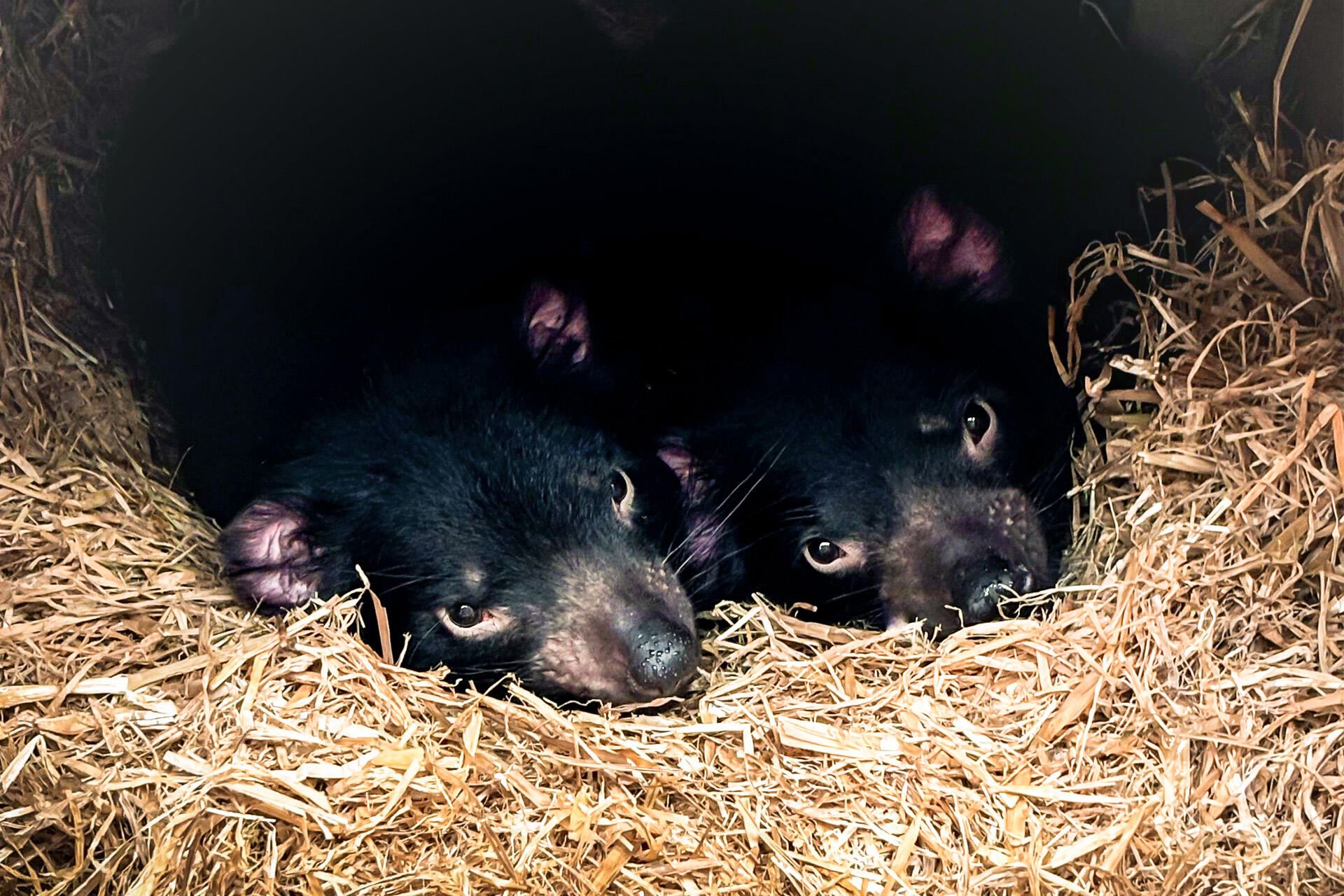 https://cdn.aucklandunlimited.com/zoo/assets/media/az-new-tasmanian-devils-110924-01.jpg