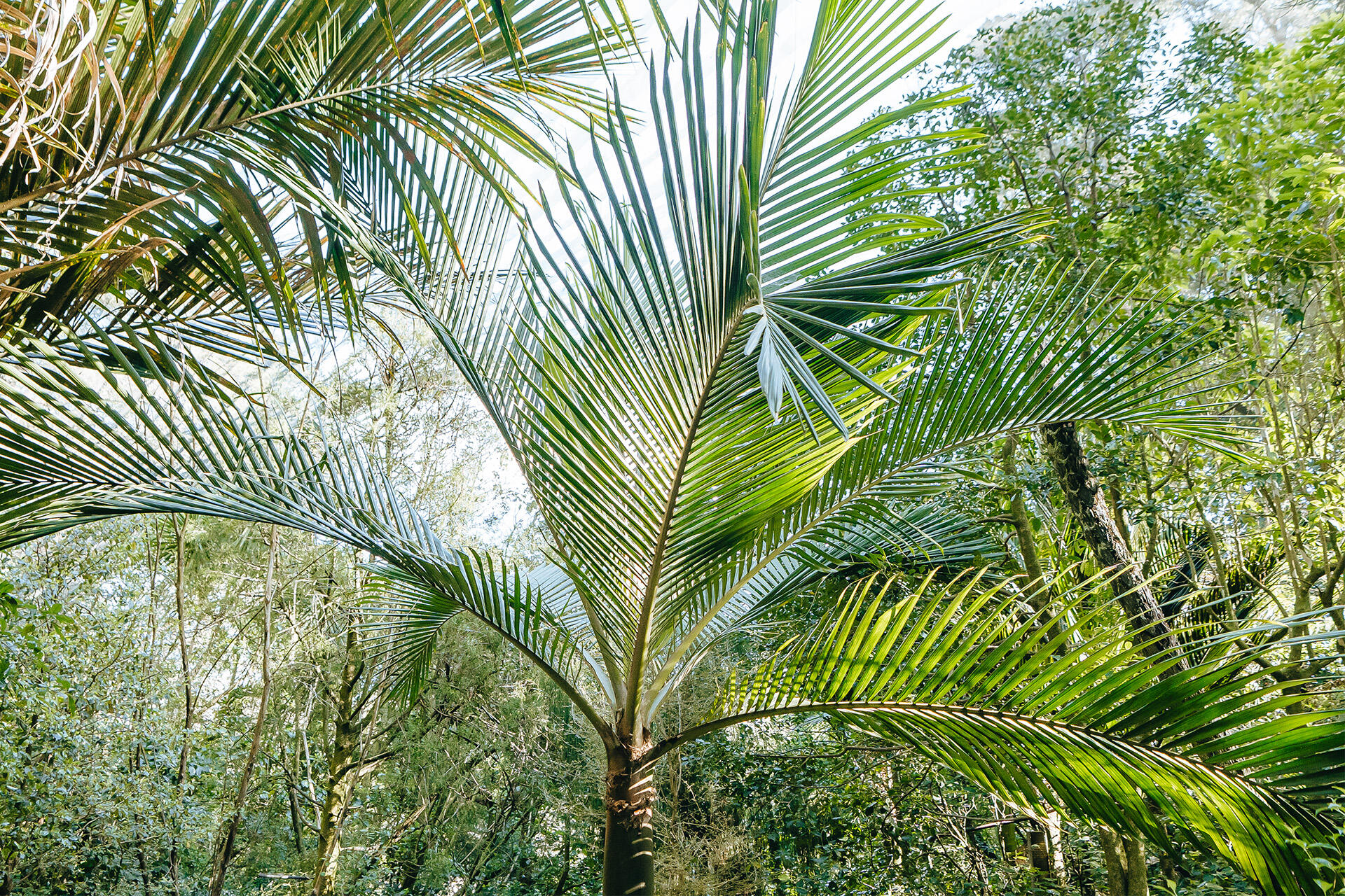 https://cdn.aucklandunlimited.com/zoo/assets/media/az-nikau-palm-040925-03.jpg