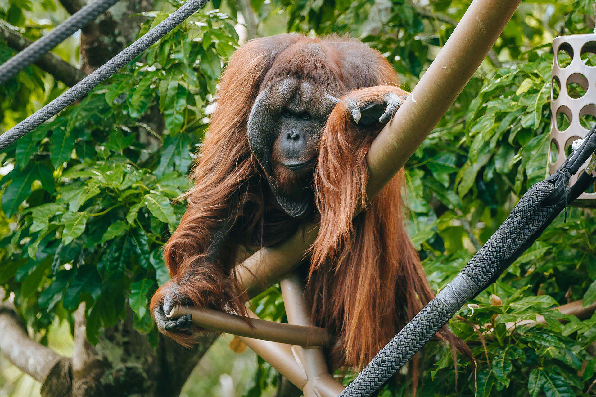 https://cdn.aucklandunlimited.com/zoo/assets/media/az-orangutan-charlie-1002.jpg
