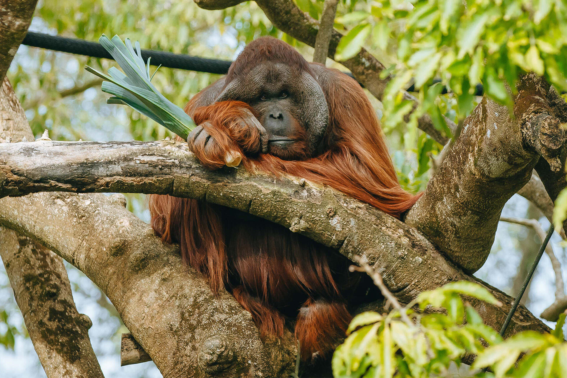 https://cdn.aucklandunlimited.com/zoo/assets/media/az-orangutan-charlie-in-tree-1510.jpg