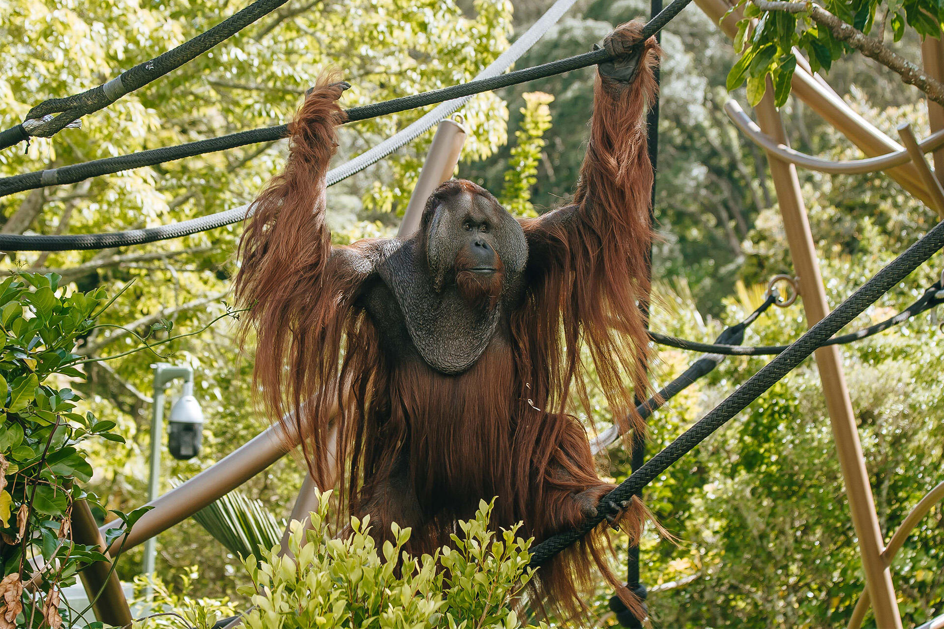 https://cdn.aucklandunlimited.com/zoo/assets/media/az-orangutan-charlie-in-trees-0811.jpg