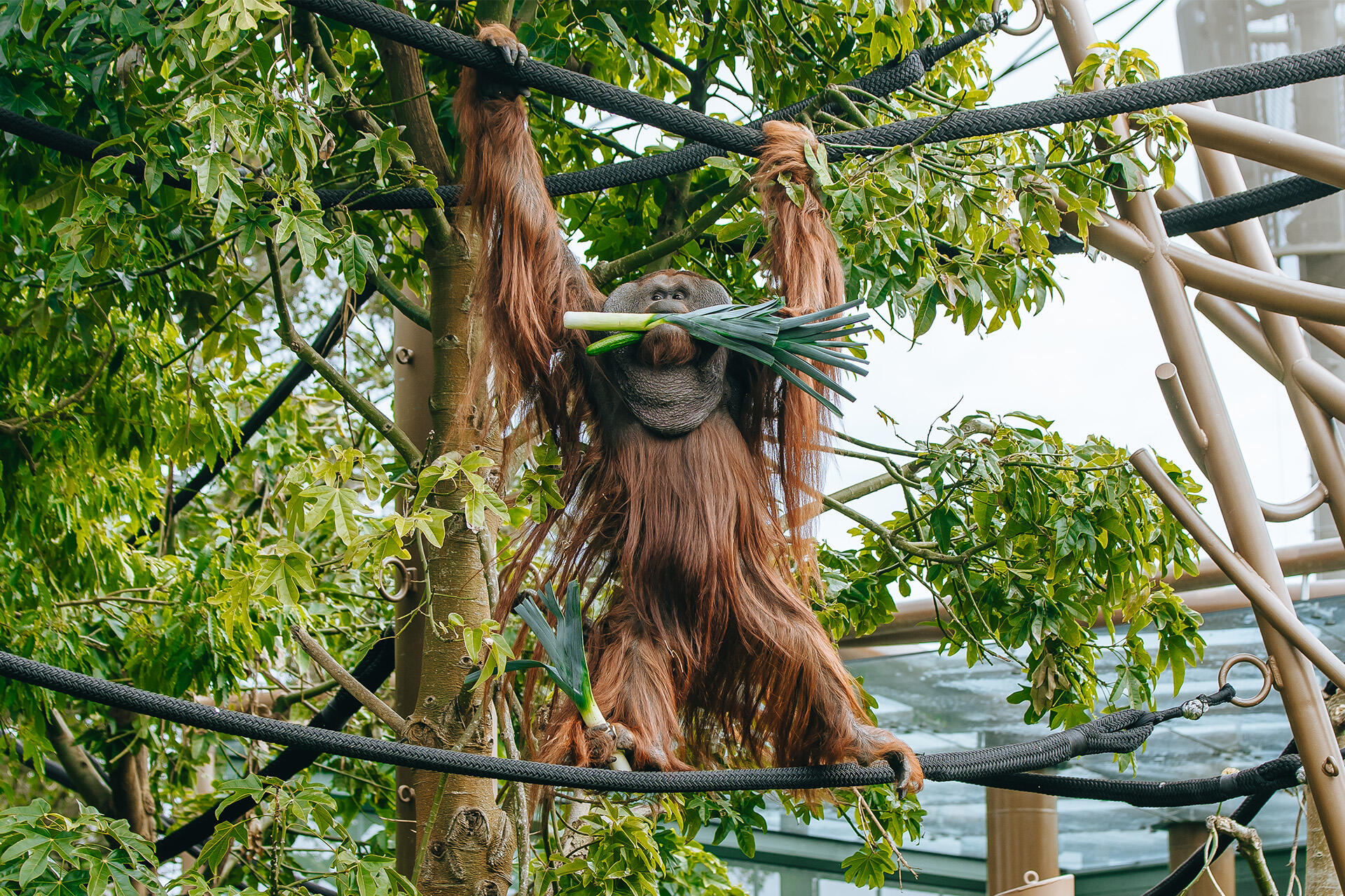 https://cdn.aucklandunlimited.com/zoo/assets/media/az-orangutans-flower-enrichment-160824-09.jpg