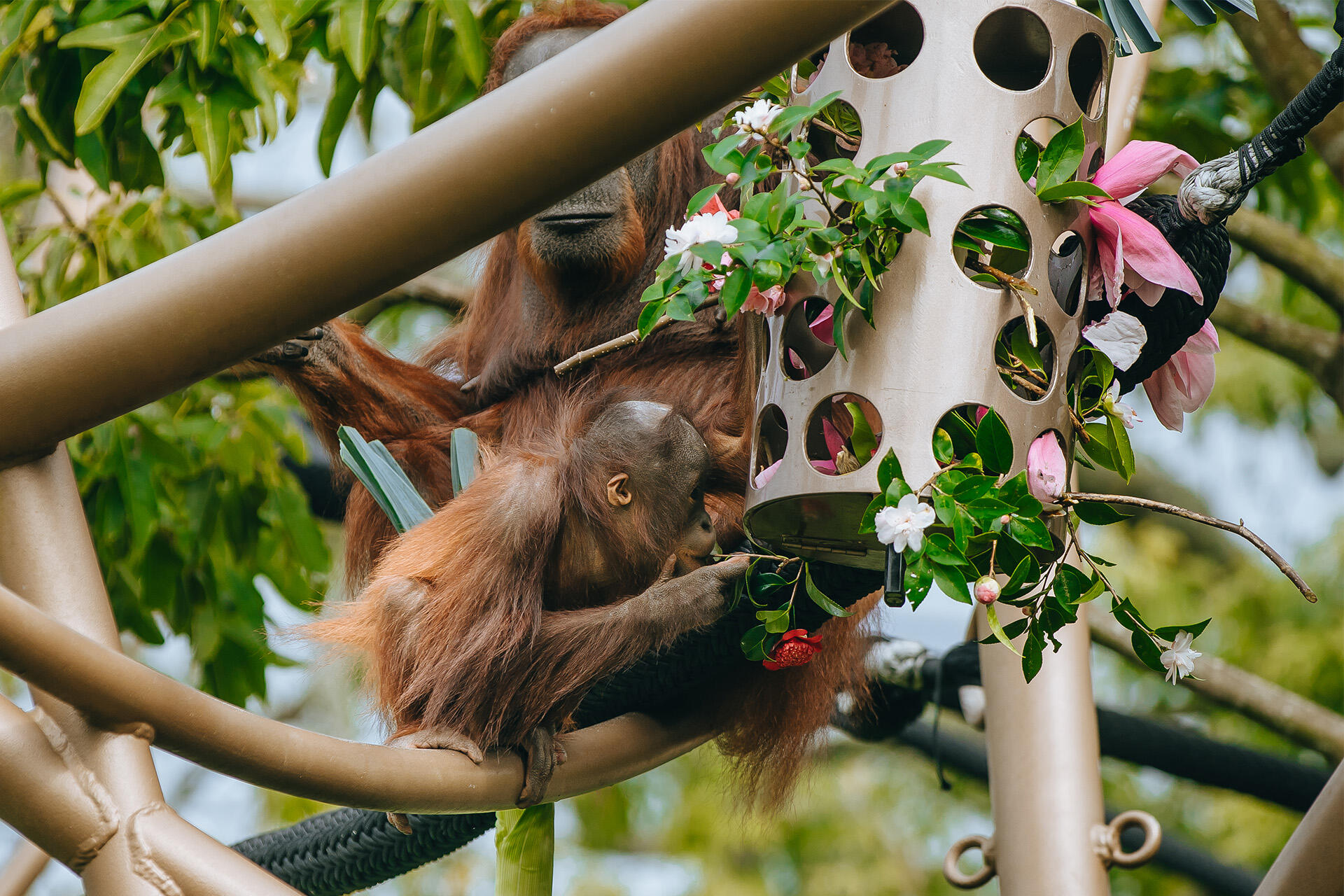 https://cdn.aucklandunlimited.com/zoo/assets/media/az-orangutans-flower-enrichment-160824-12.jpg