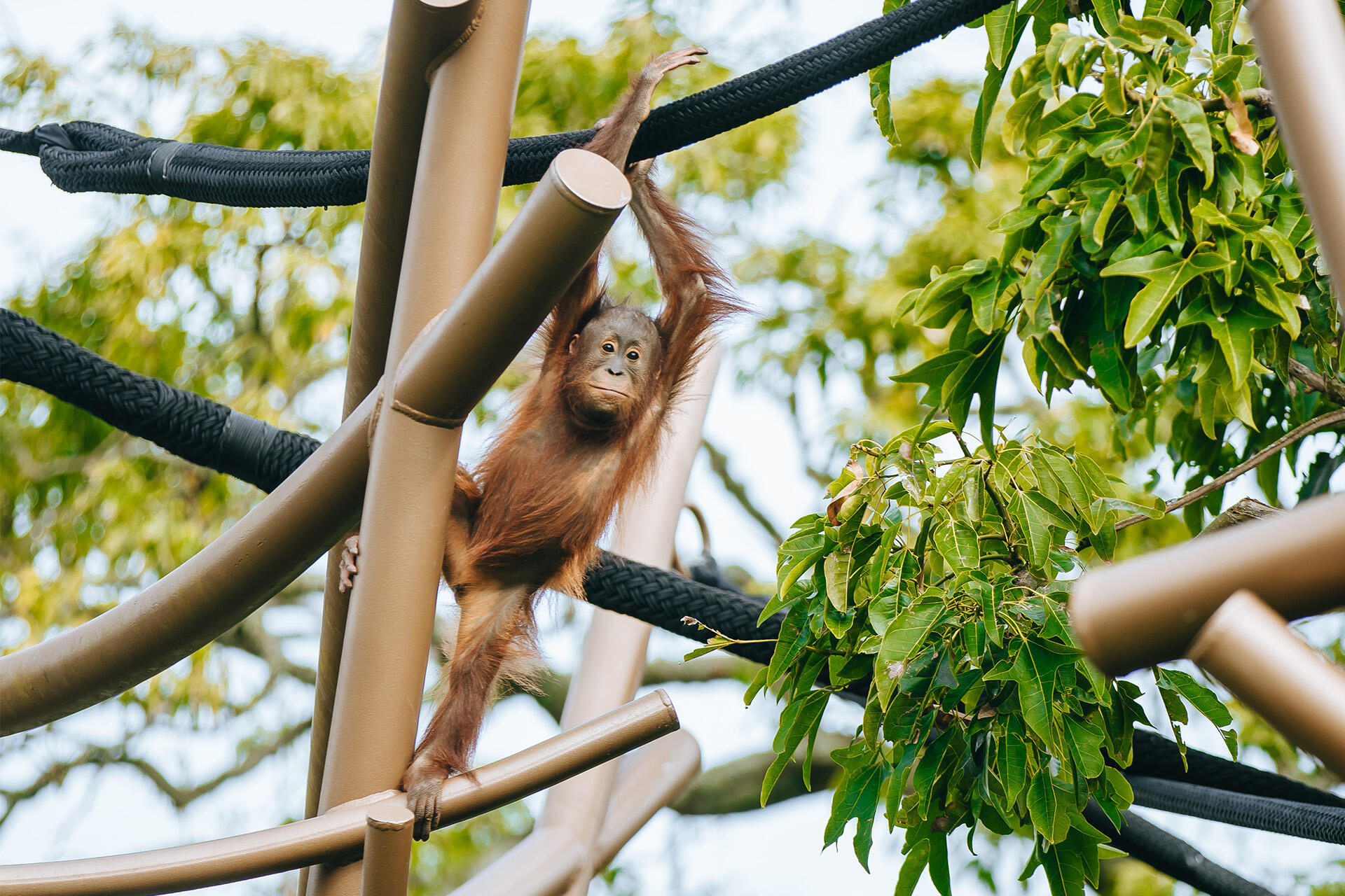 https://cdn.aucklandunlimited.com/zoo/assets/media/az-orangutans-flower-enrichment-160824-25.jpg