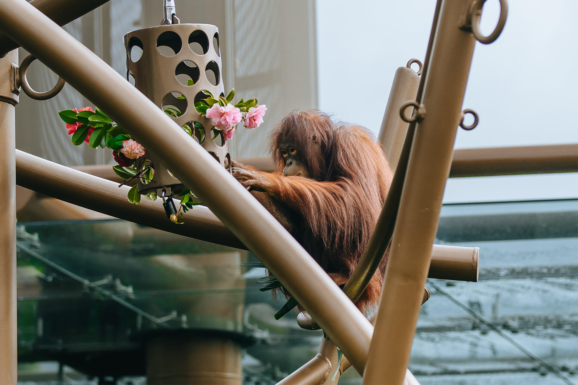 https://cdn.aucklandunlimited.com/zoo/assets/media/az-orangutans-flower-enrichment-160824-26.jpg