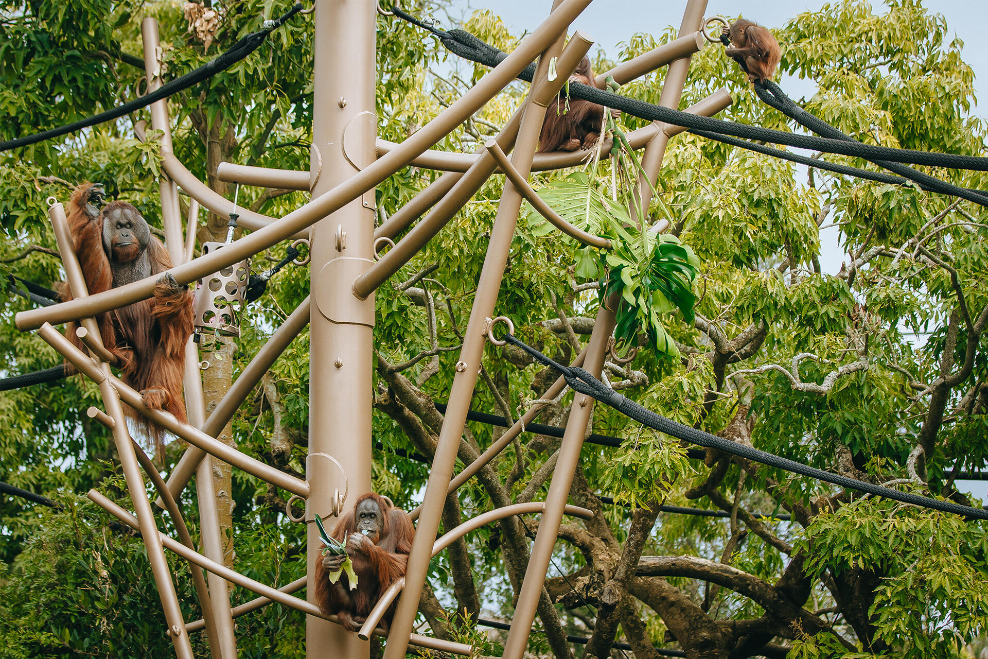 https://cdn.aucklandunlimited.com/zoo/assets/media/az-orangutans-flower-enrichment-160824-45.jpg