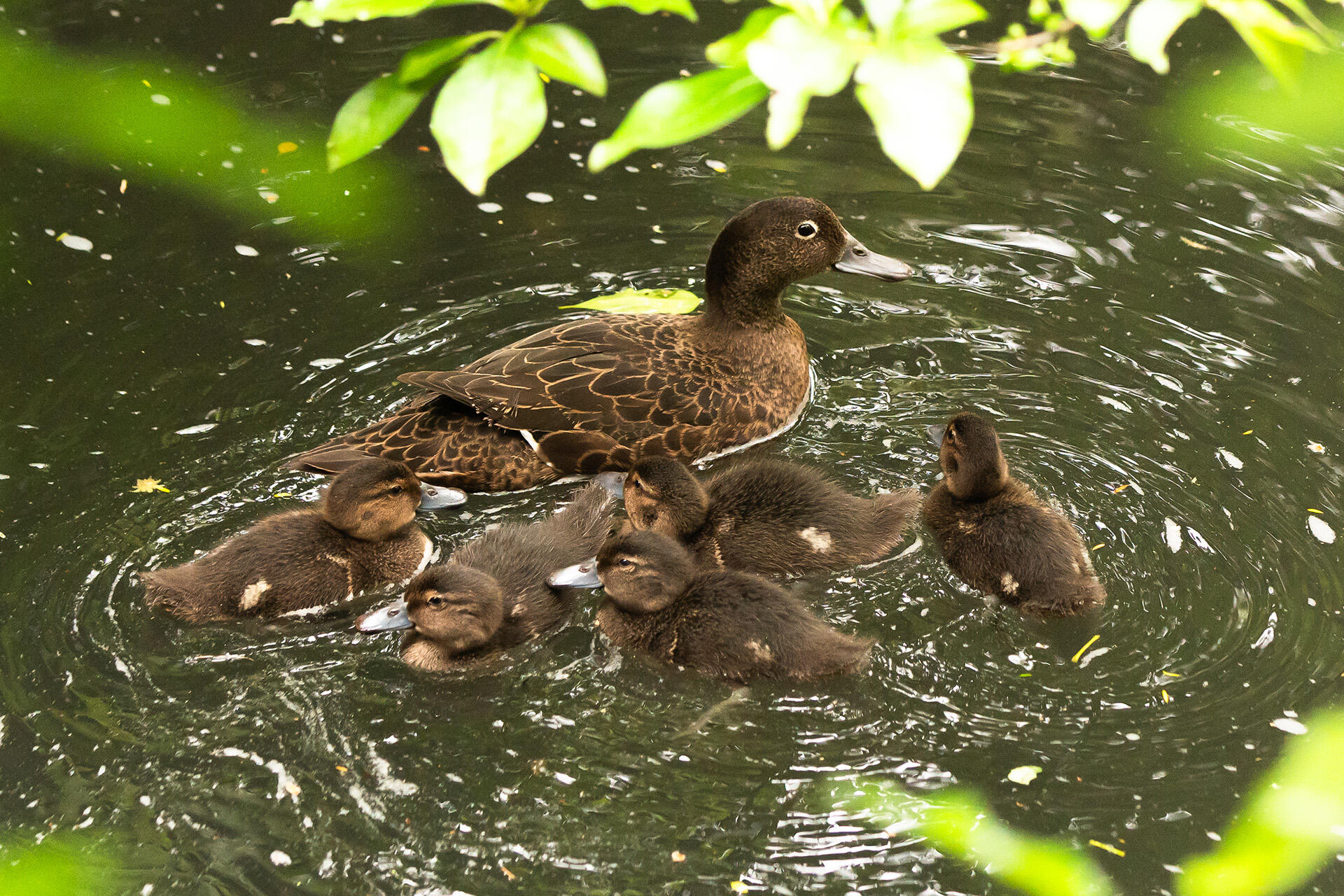 https://cdn.aucklandunlimited.com/zoo/assets/media/az-patake-chicks-151024-13.jpg