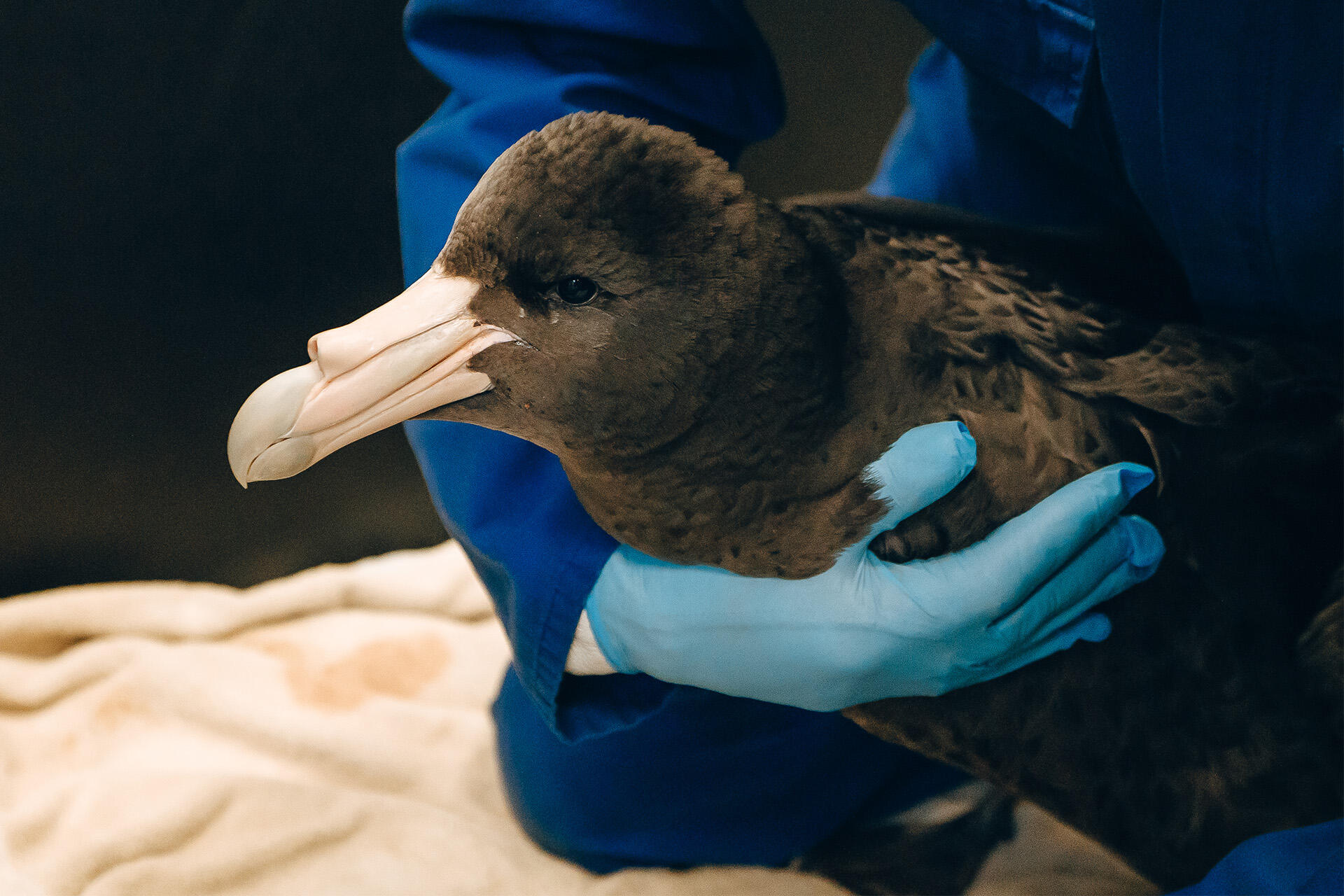 https://cdn.aucklandunlimited.com/zoo/assets/media/az-petrel-at-vets-breeze-220724-05.jpg