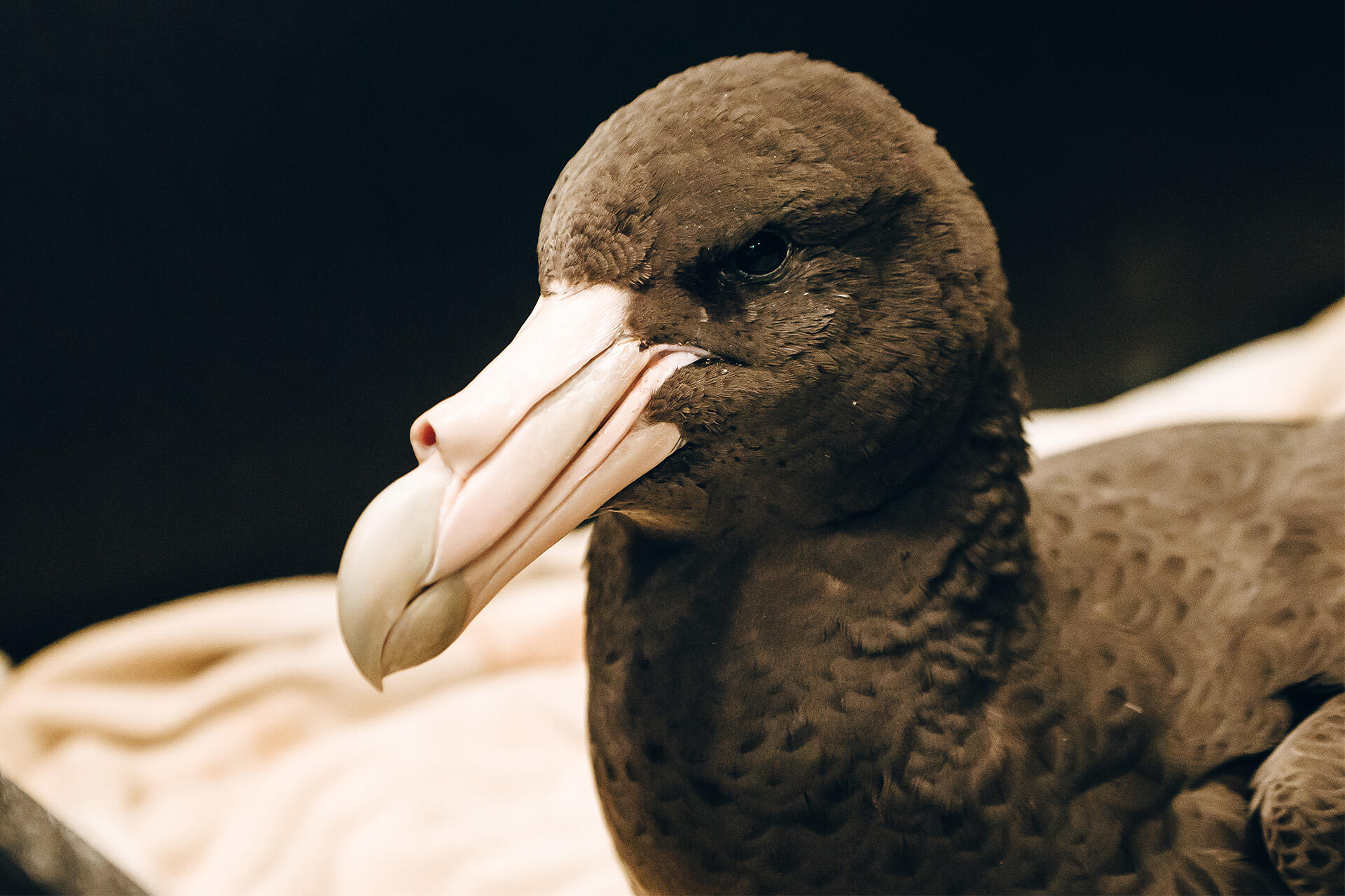 https://cdn.aucklandunlimited.com/zoo/assets/media/az-petrel-at-vets-breeze-220724-14.jpg