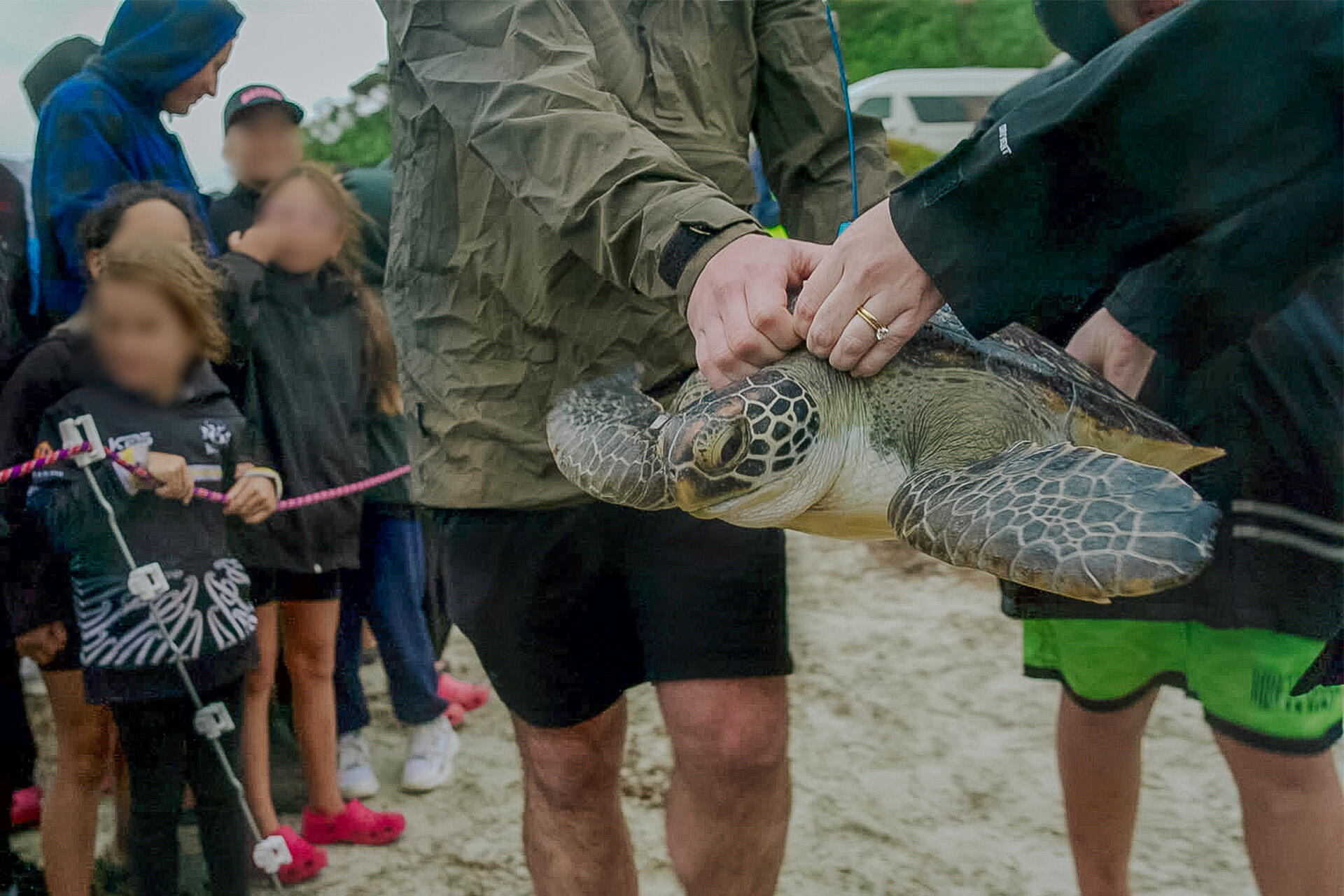 https://cdn.aucklandunlimited.com/zoo/assets/media/az-rangiputa-sea-turtle-release-magnetic-march-2026-06.jpg