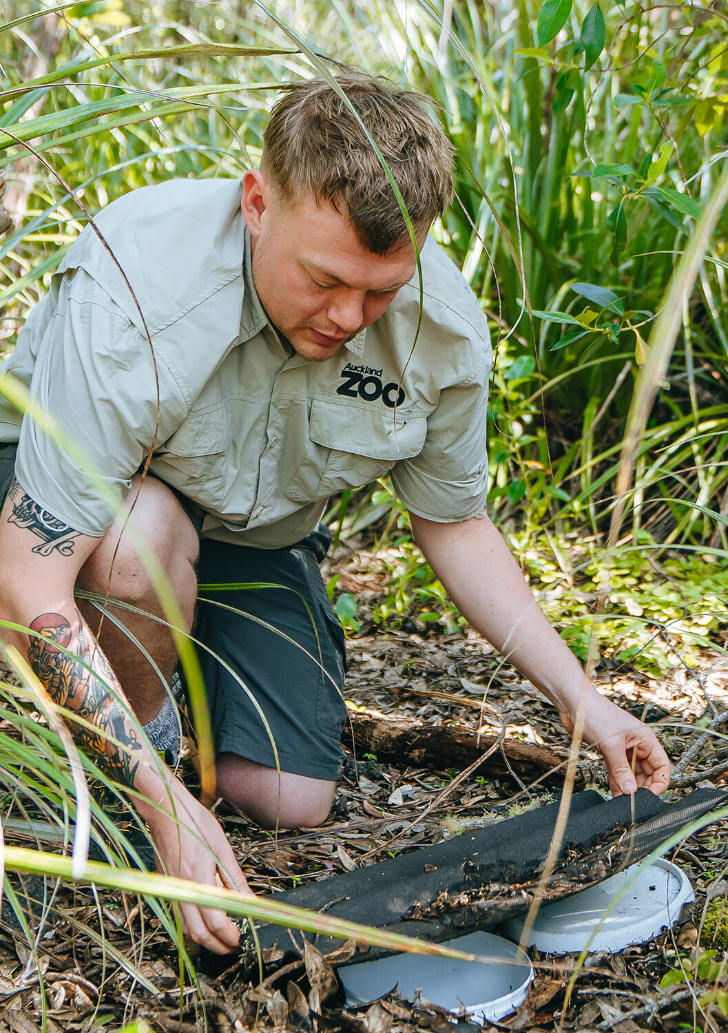 Vital skink and gecko monitoring continues on Rangitoto Island