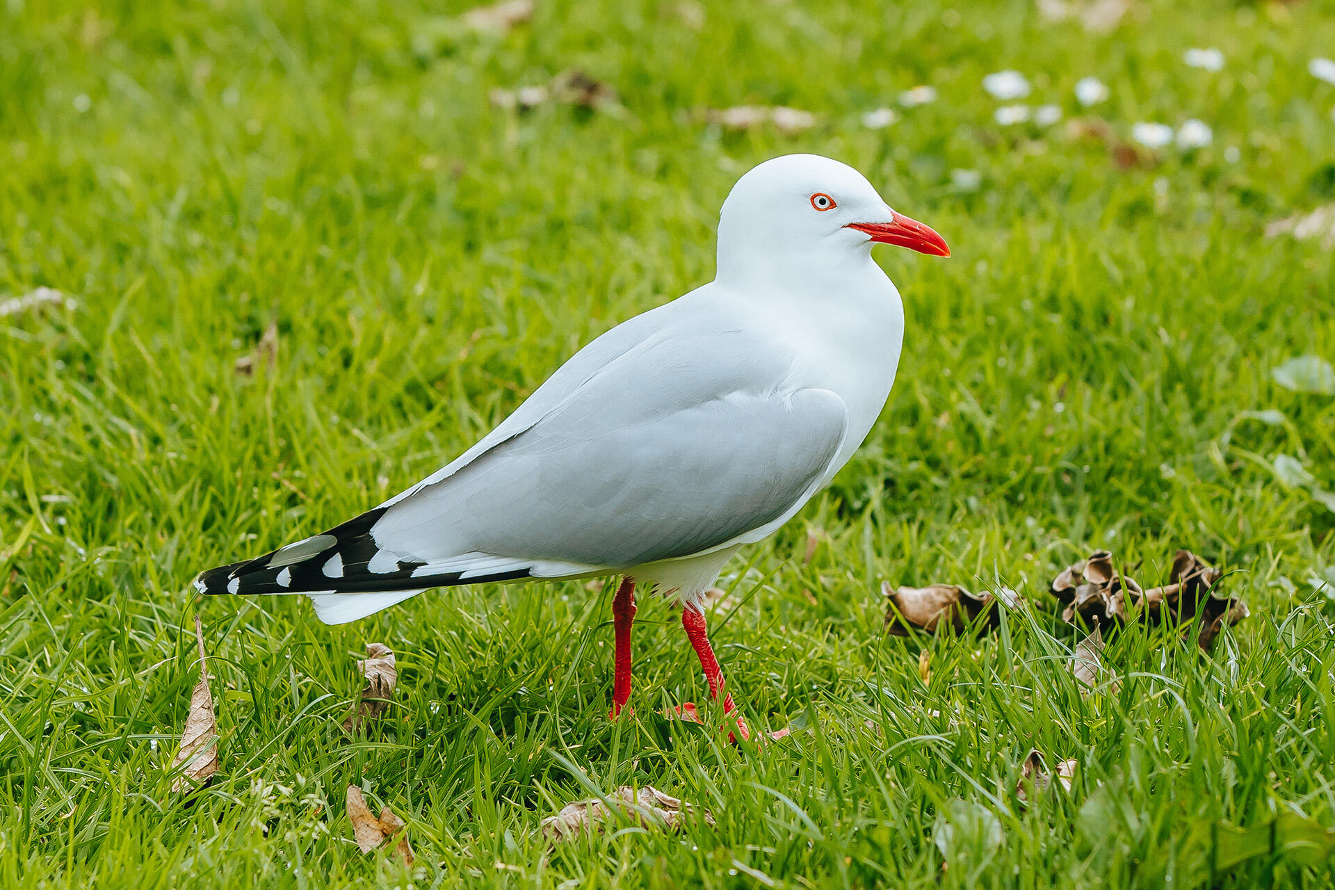 https://cdn.aucklandunlimited.com/zoo/assets/media/az-red-bill-gull-230925-01.jpg