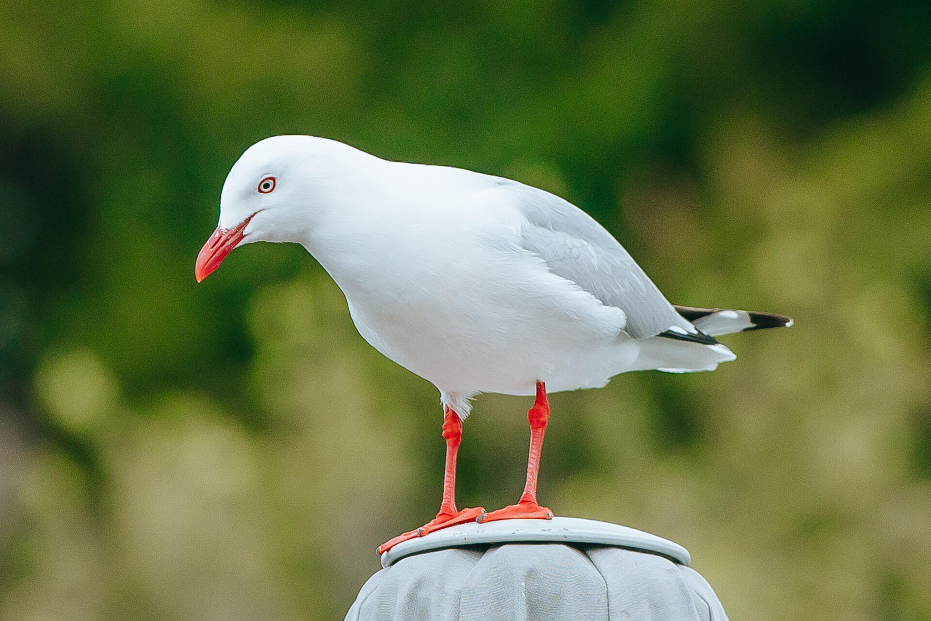 https://cdn.aucklandunlimited.com/zoo/assets/media/az-red-bill-gull-230925-03.jpg