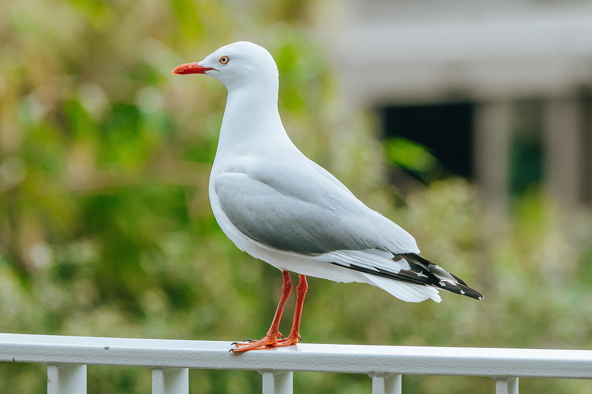 https://cdn.aucklandunlimited.com/zoo/assets/media/az-red-bill-gull-230925-04.jpg