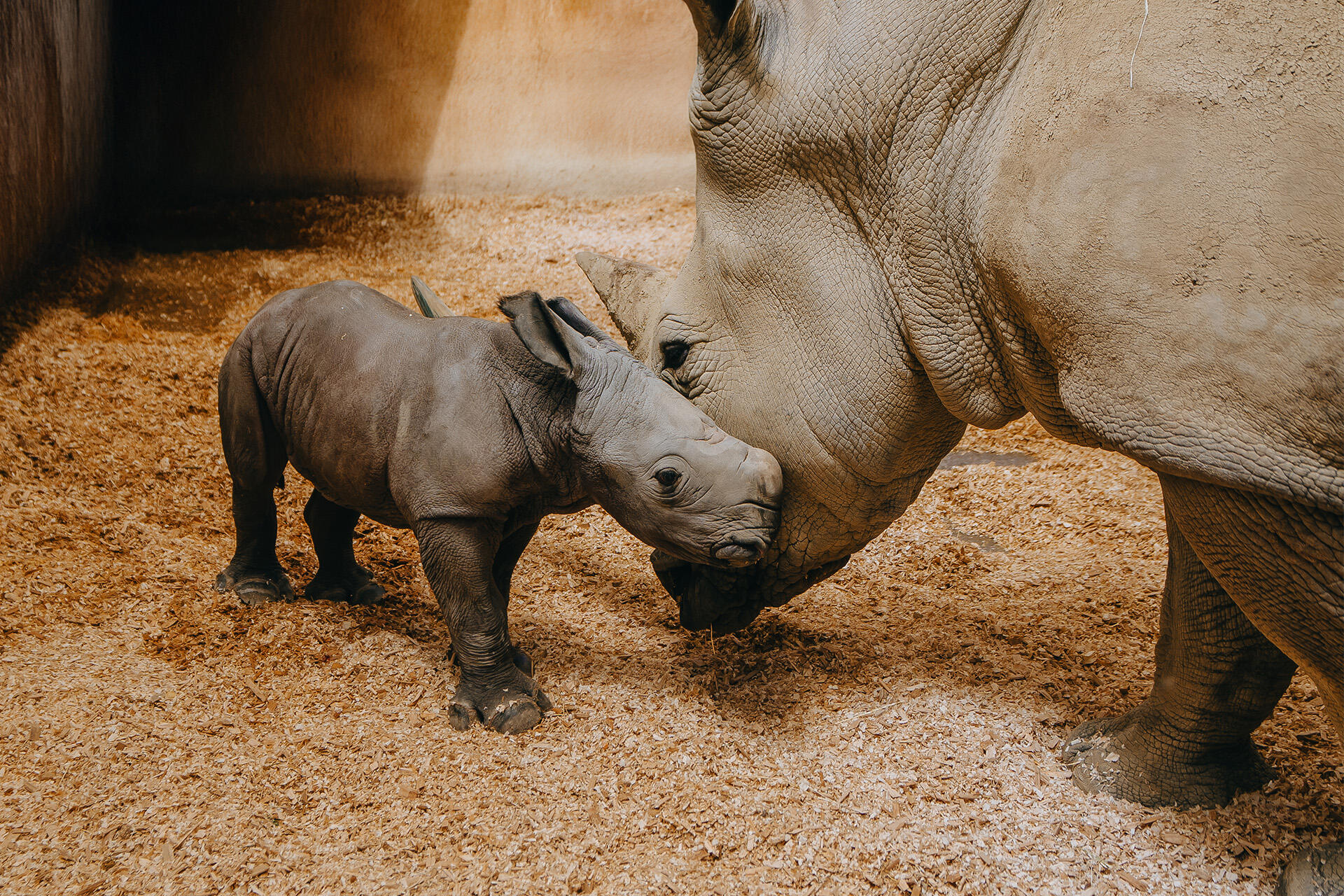 https://cdn.aucklandunlimited.com/zoo/assets/media/az-rhino-calf-1st-day-131224-02.jpg