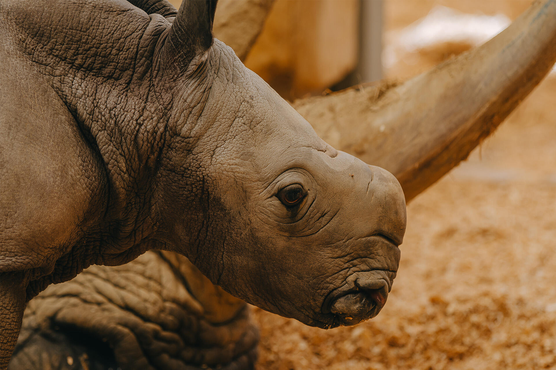 https://cdn.aucklandunlimited.com/zoo/assets/media/az-rhino-calf-1st-day-131224-10.jpg