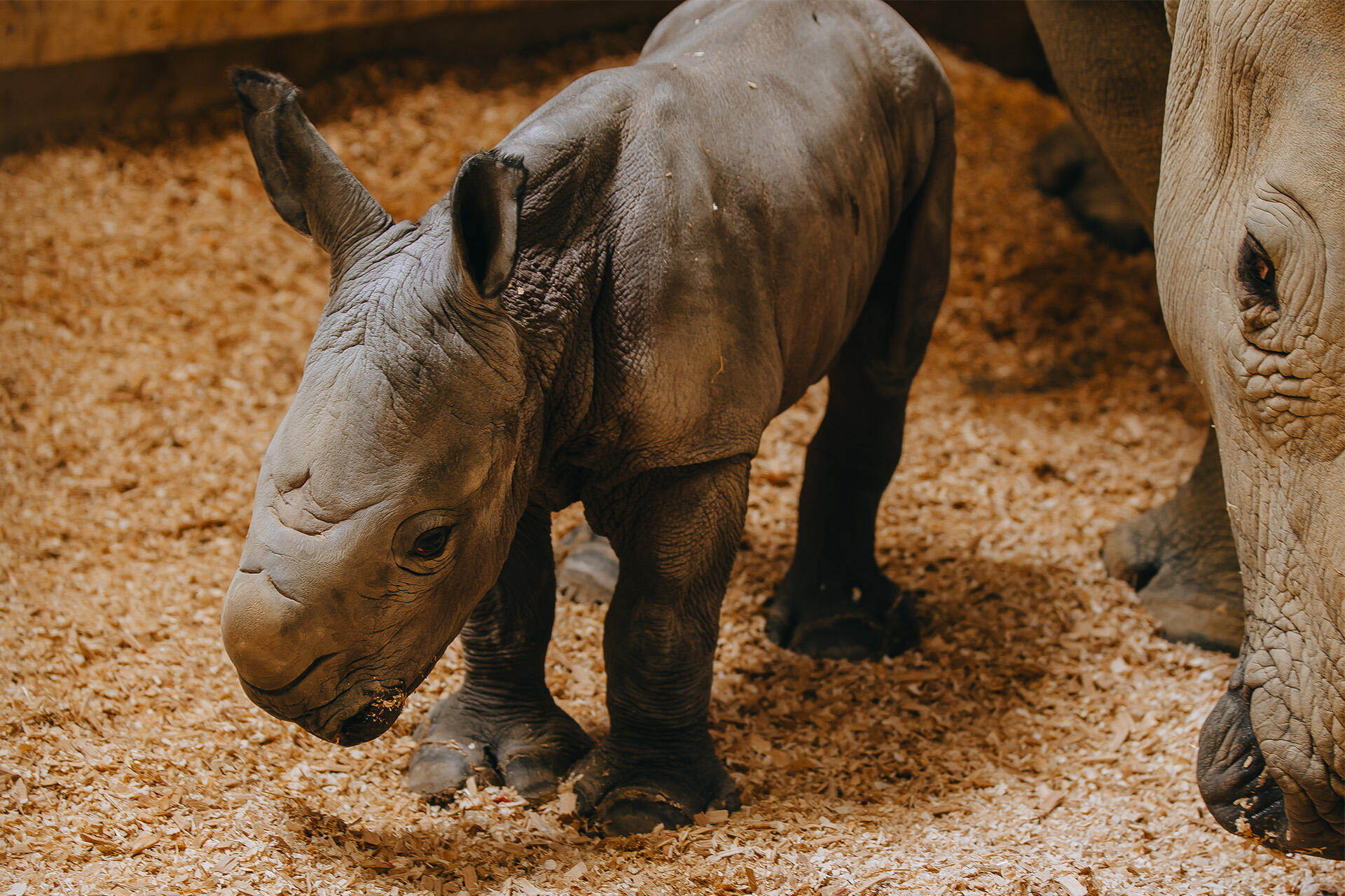 https://cdn.aucklandunlimited.com/zoo/assets/media/az-rhino-calf-1st-day-131224-12.jpg