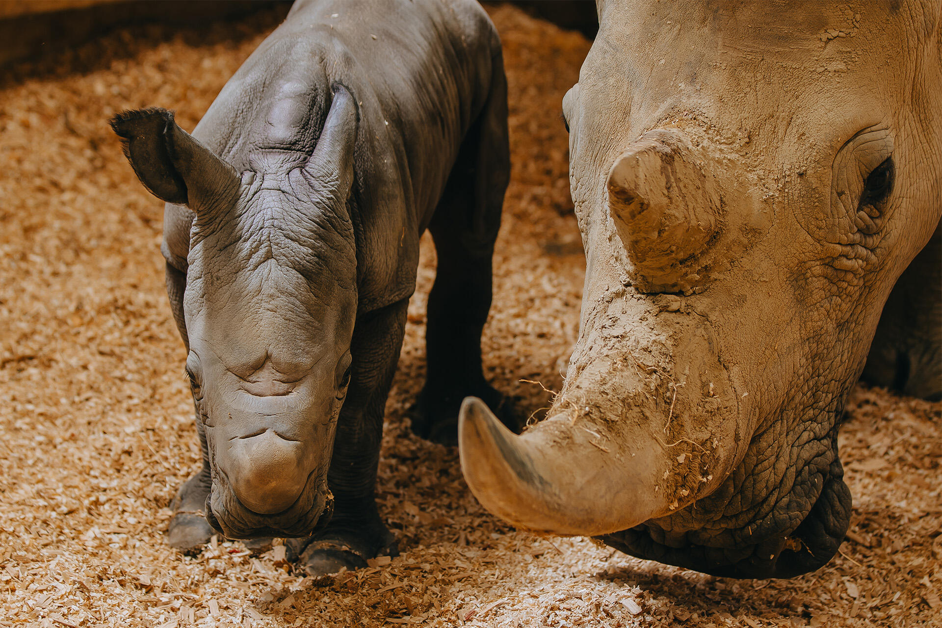 https://cdn.aucklandunlimited.com/zoo/assets/media/az-rhino-calf-1st-day-131224-13.jpg