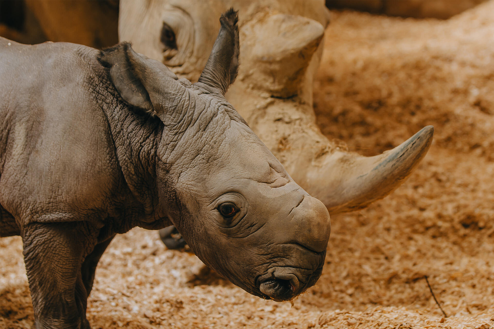 https://cdn.aucklandunlimited.com/zoo/assets/media/az-rhino-calf-1st-day-131224-18.jpg