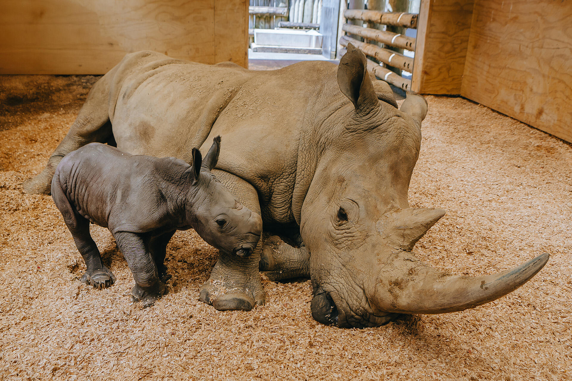 https://cdn.aucklandunlimited.com/zoo/assets/media/az-rhino-calf-1st-day-131224-21.jpg