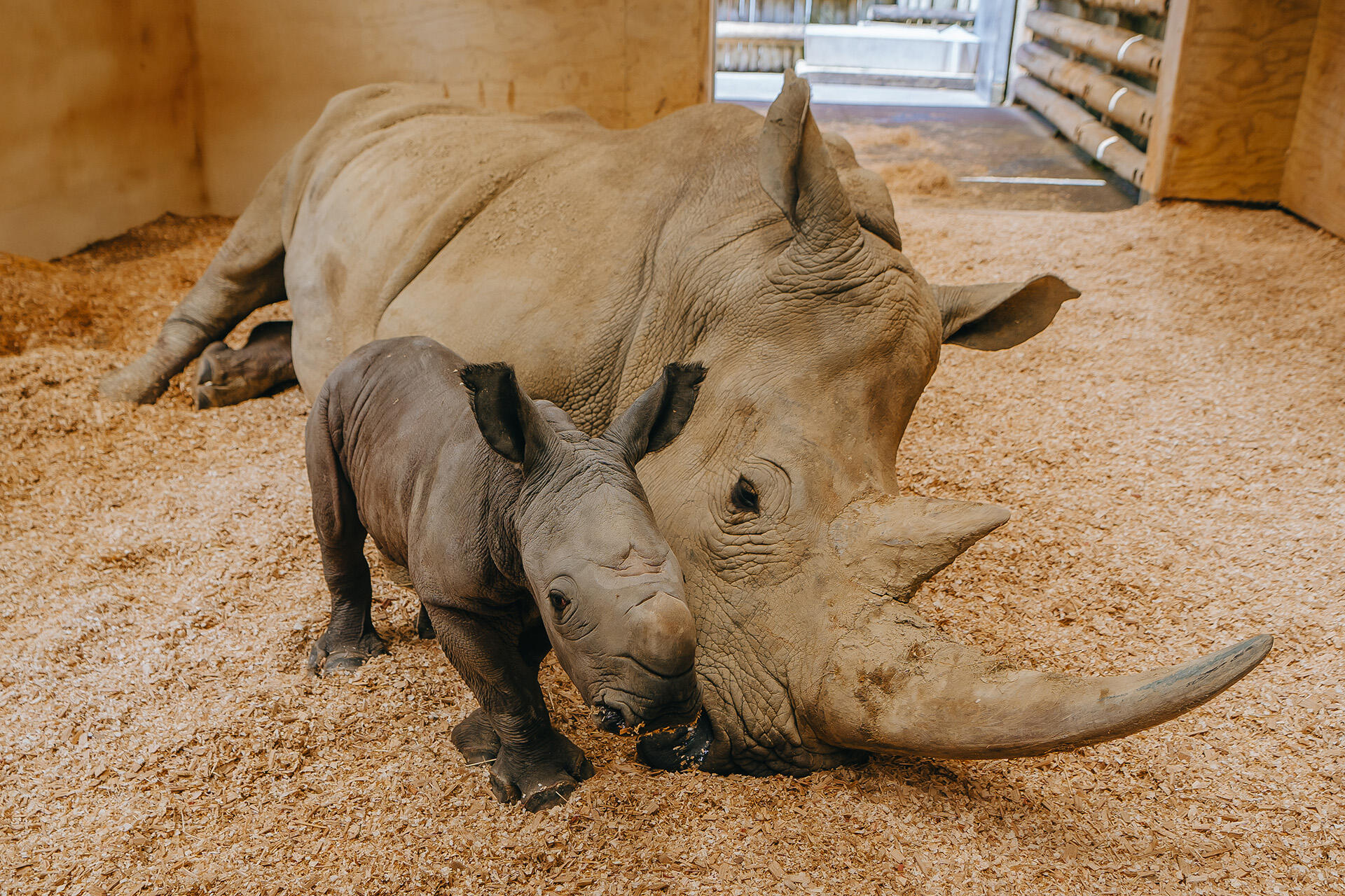 https://cdn.aucklandunlimited.com/zoo/assets/media/az-rhino-calf-1st-day-131224-30.jpg