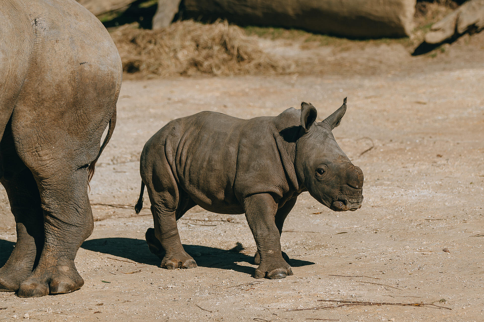 https://cdn.aucklandunlimited.com/zoo/assets/media/az-rhino-calf-1st-day-out-090125-03.jpg